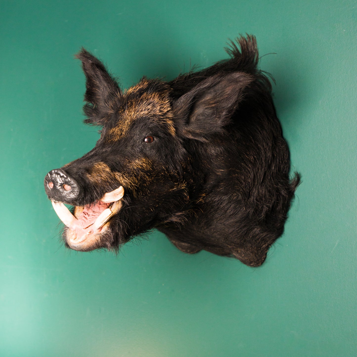 Wild Black Boar Mount