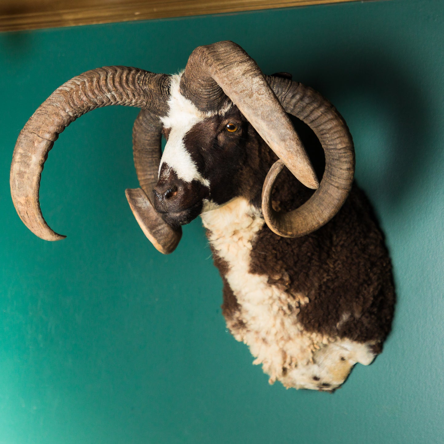Tricolour Jacob's Ram Wall Mount