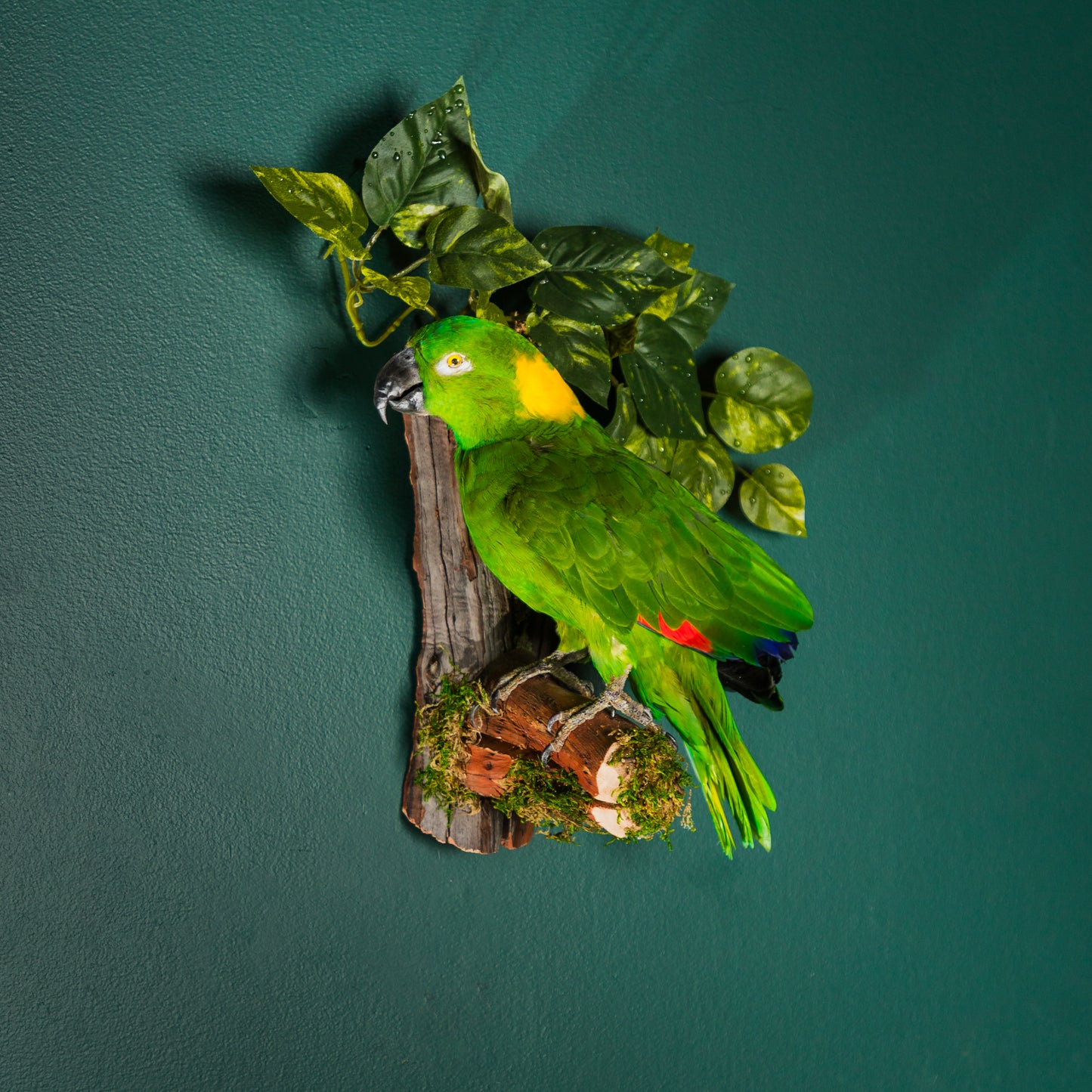 Yellow Nape Parrot Wall Mount