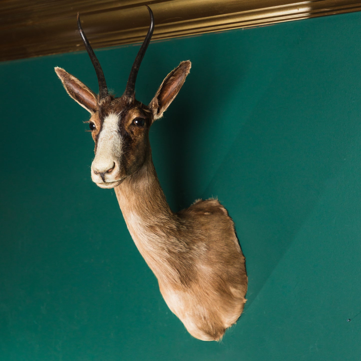 Impala Wall Mount
