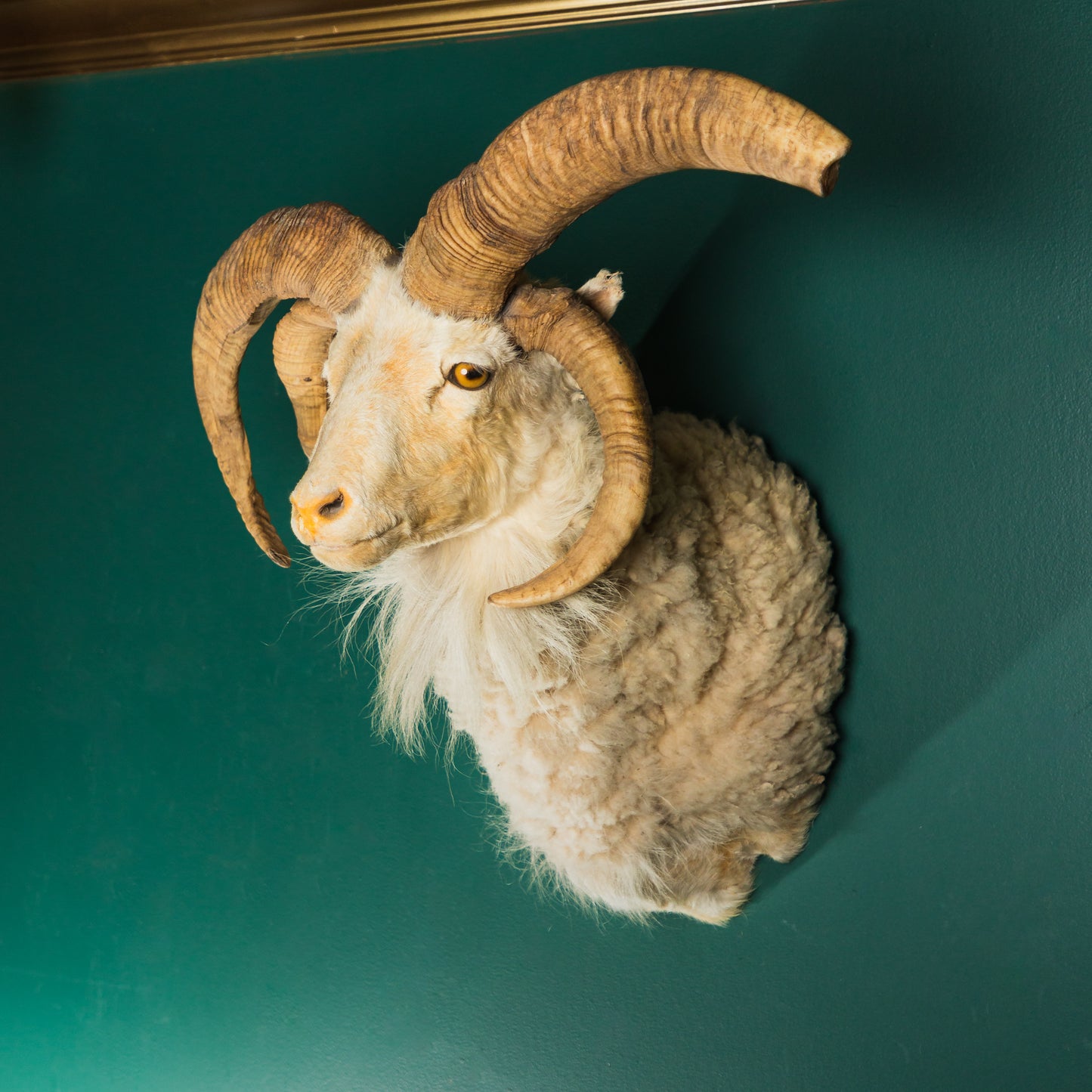 White Jacob's Ram Wall Mount