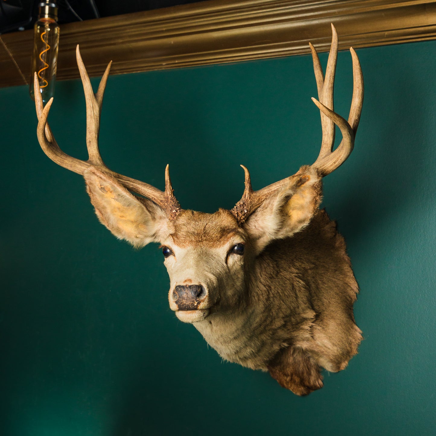 8 Point Deer Mount