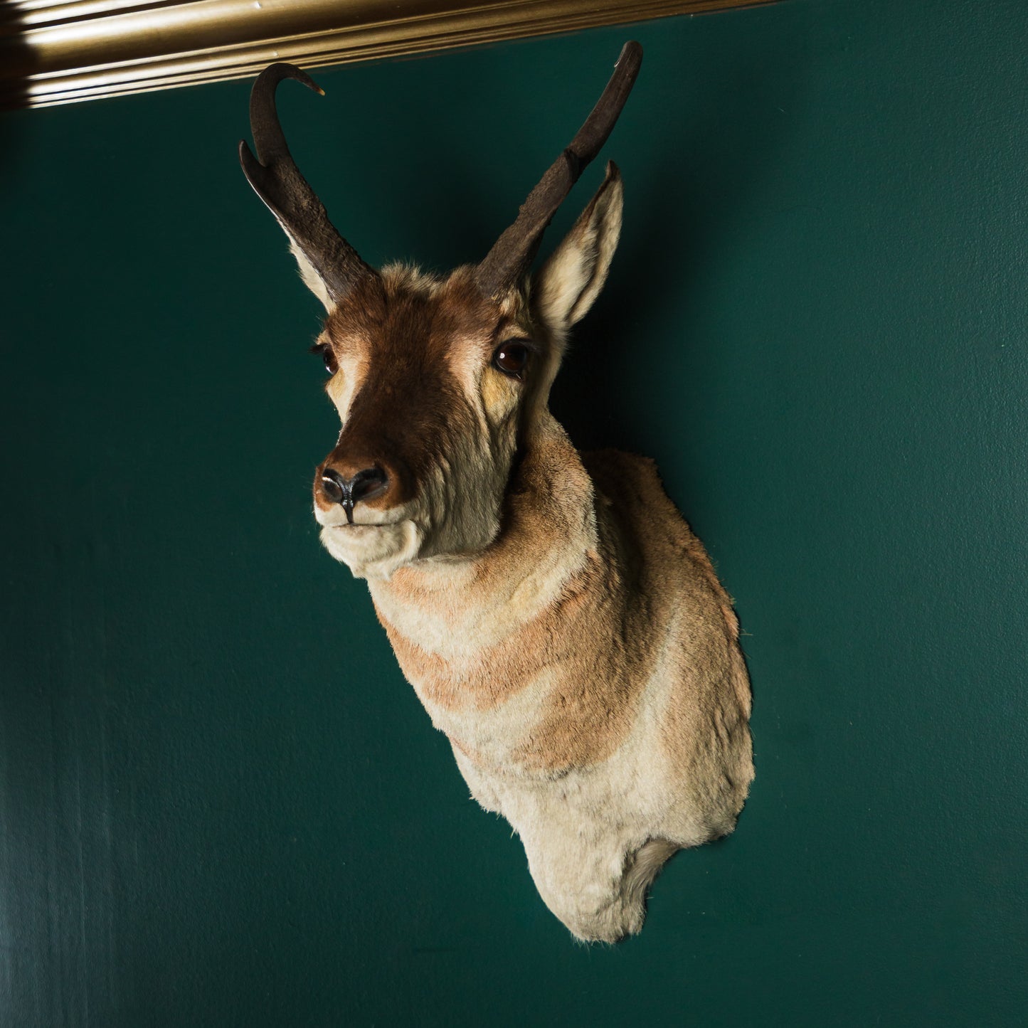 Pronghorn Antelope Wall Mount