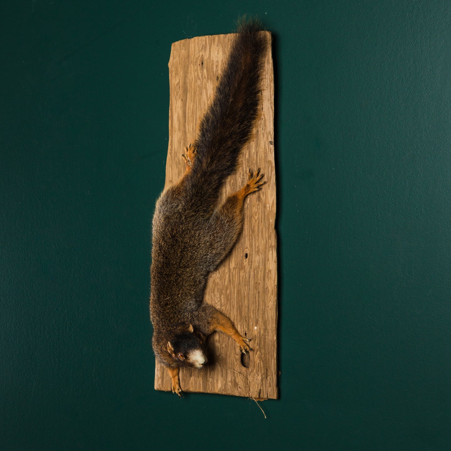 Squirrel on Wood Plank Wall Mount
