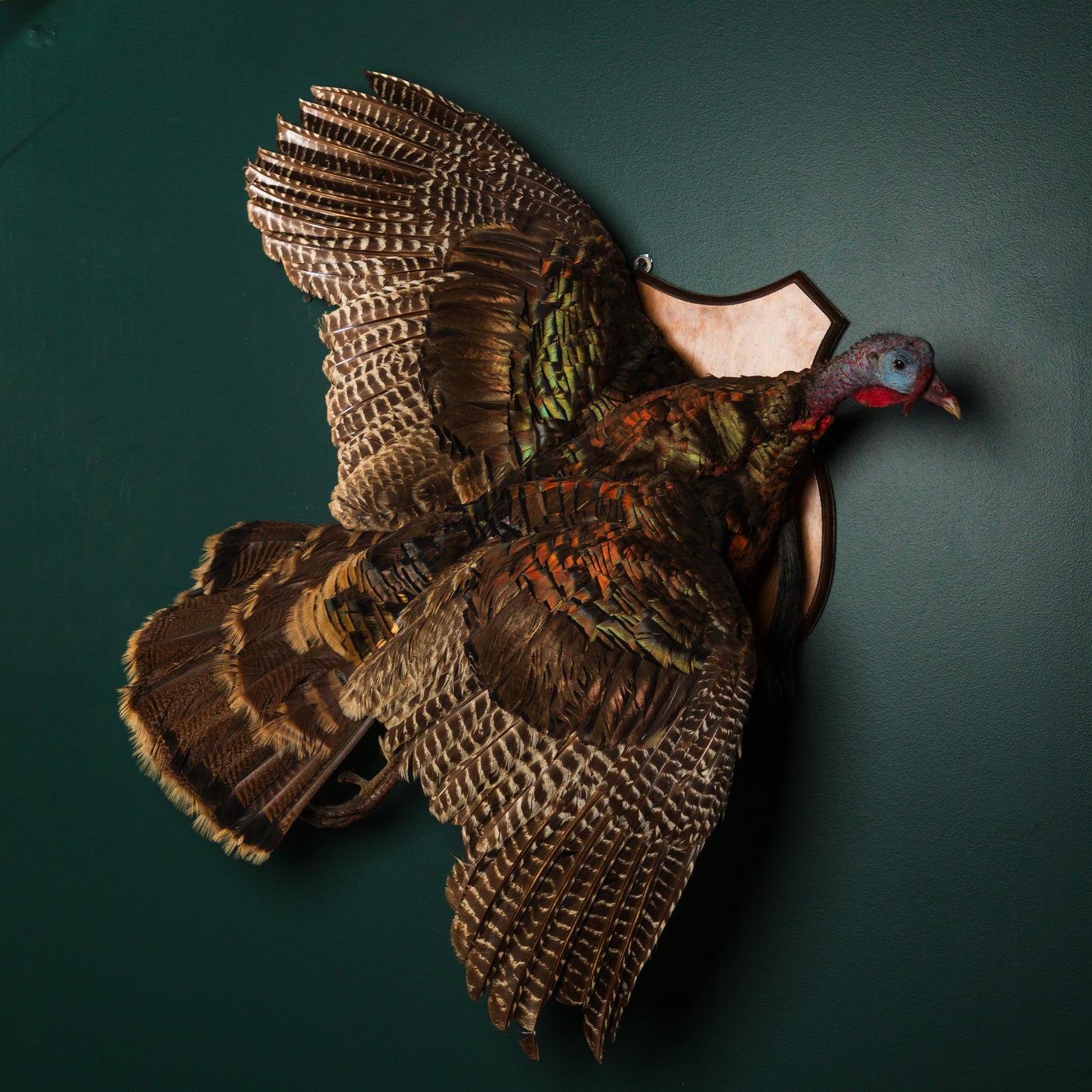 Flying Eastern Turkey on Wall Mount