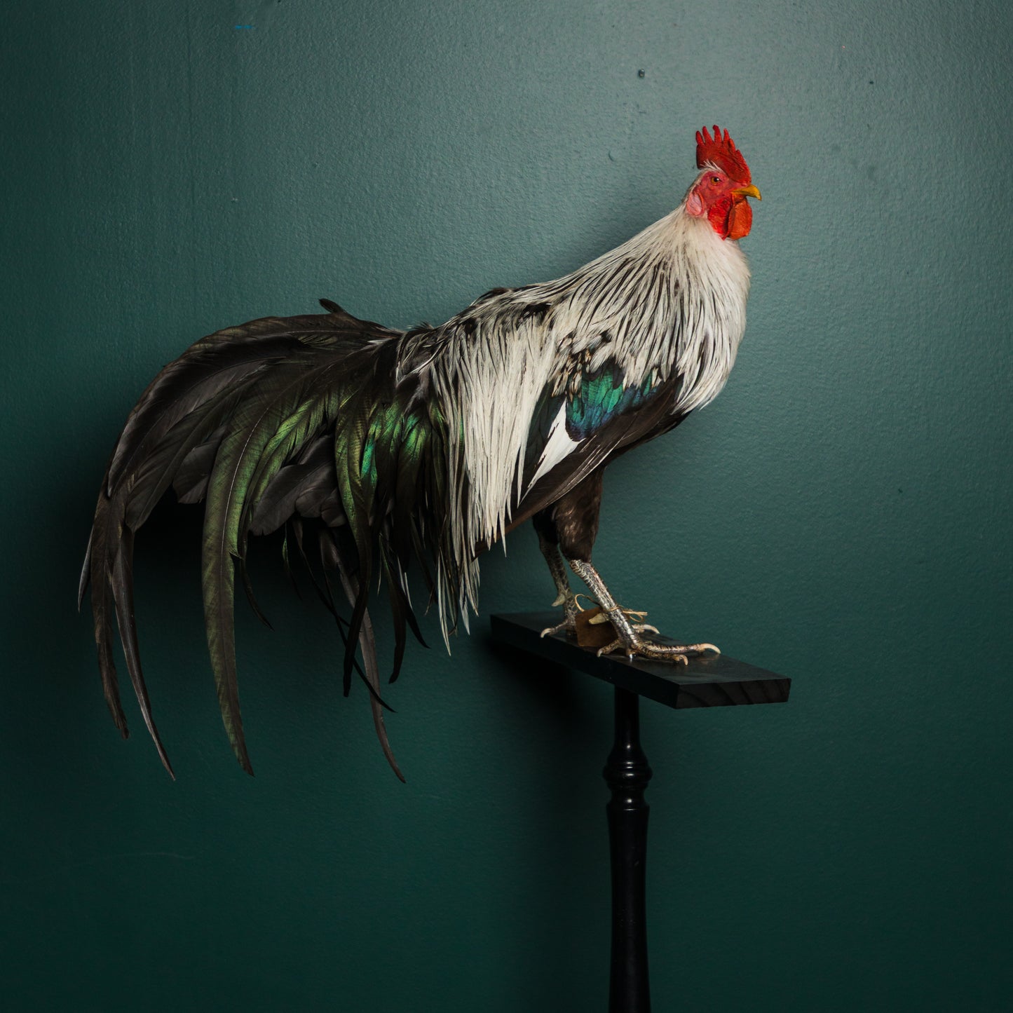 Emily Binard Phoenix Rooster w Perch