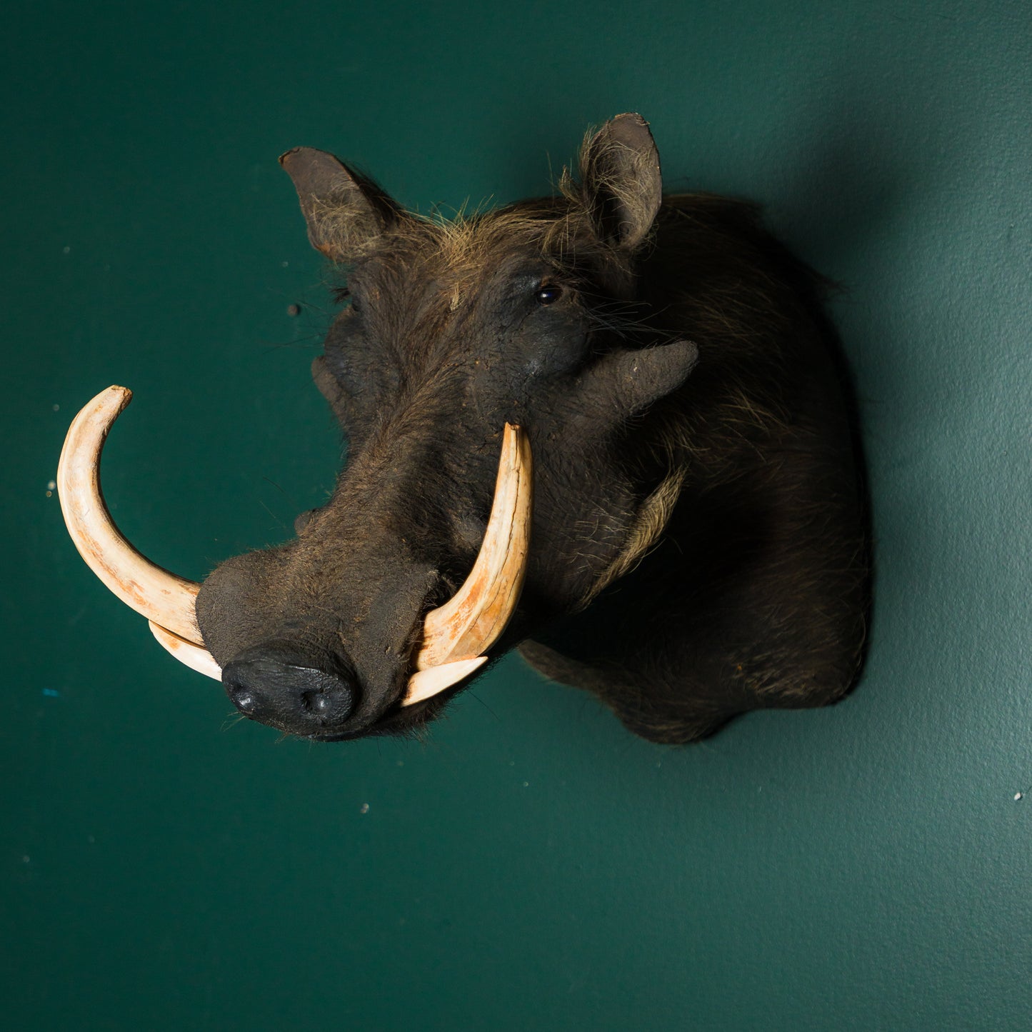 Warthog Wall Mount