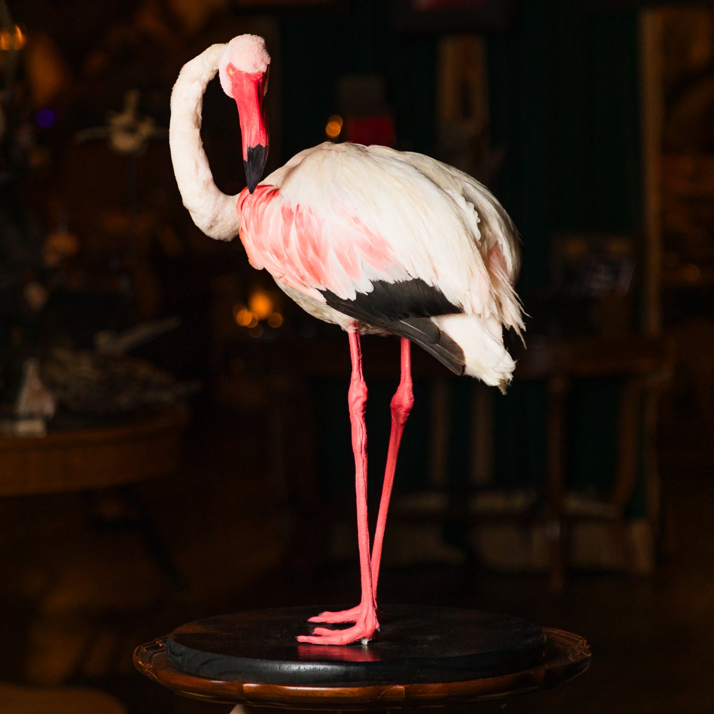 Emily Binard Chilean Flamingo on Wood Base