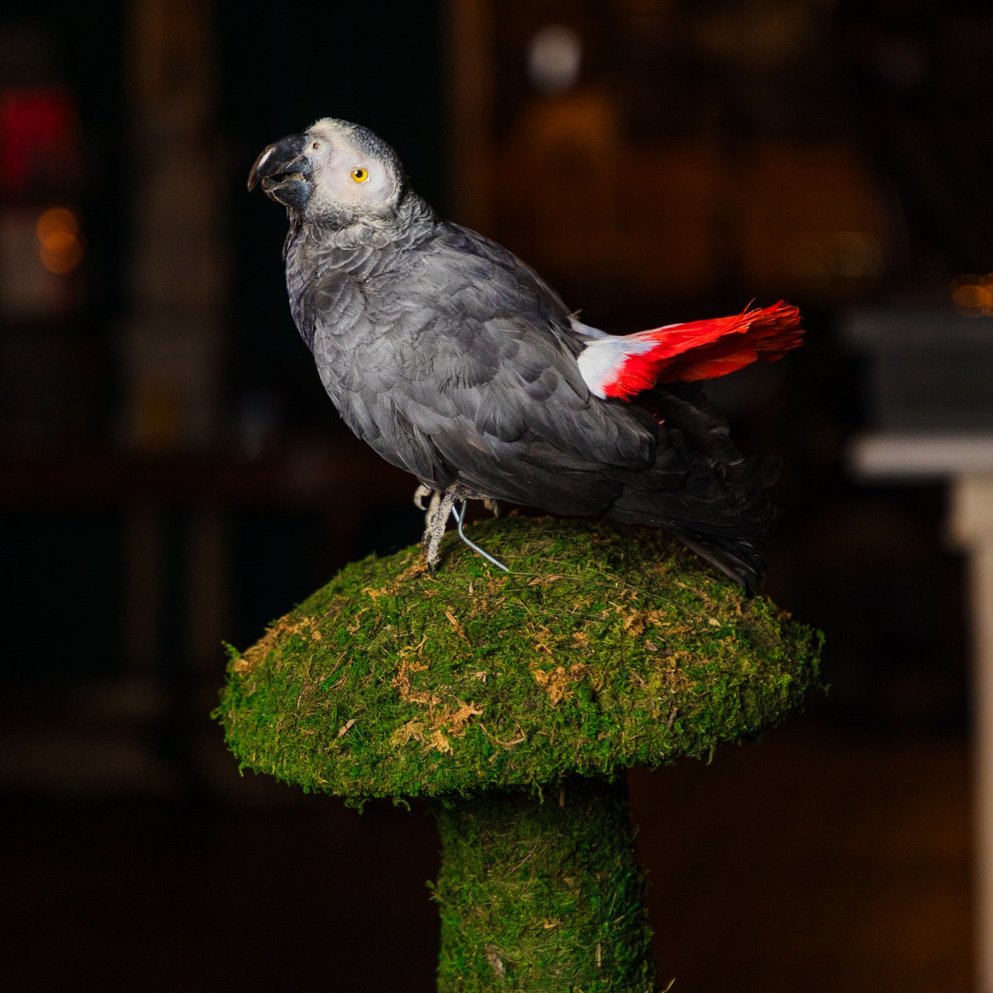 Emily Binard African Grey Red Tail Parrot