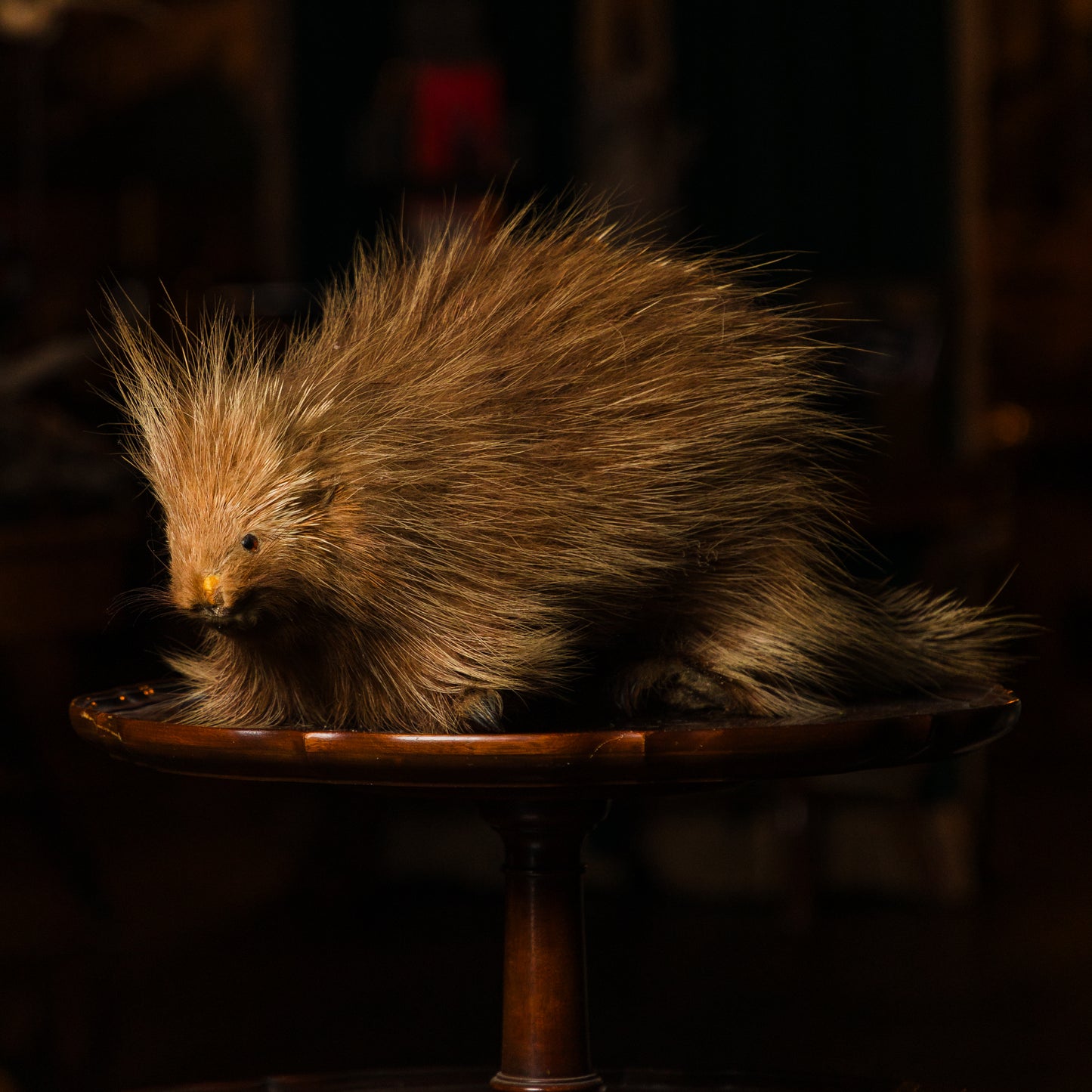 Derpy Porcupine Floor Mount