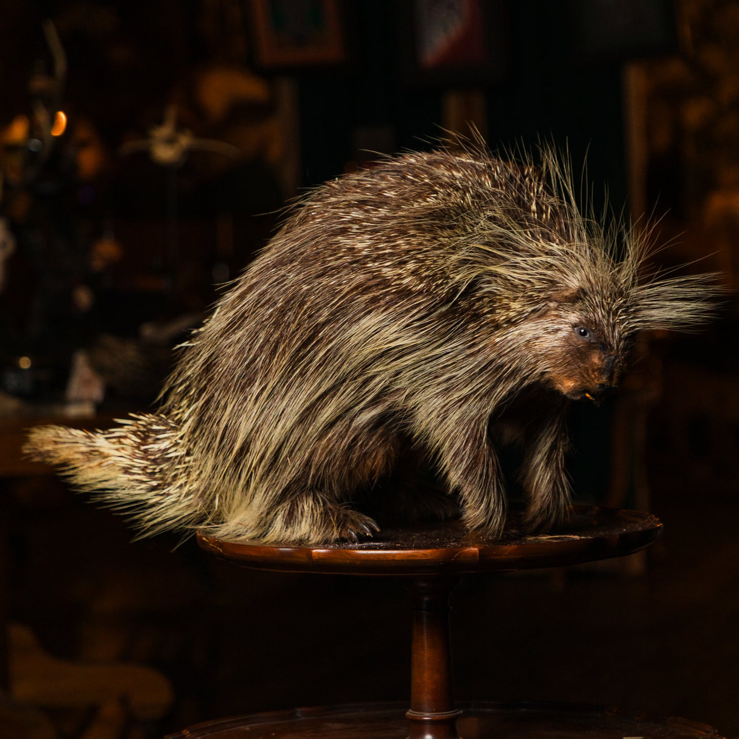 Vintage Porcupine Floor Mount (Slight Damage)