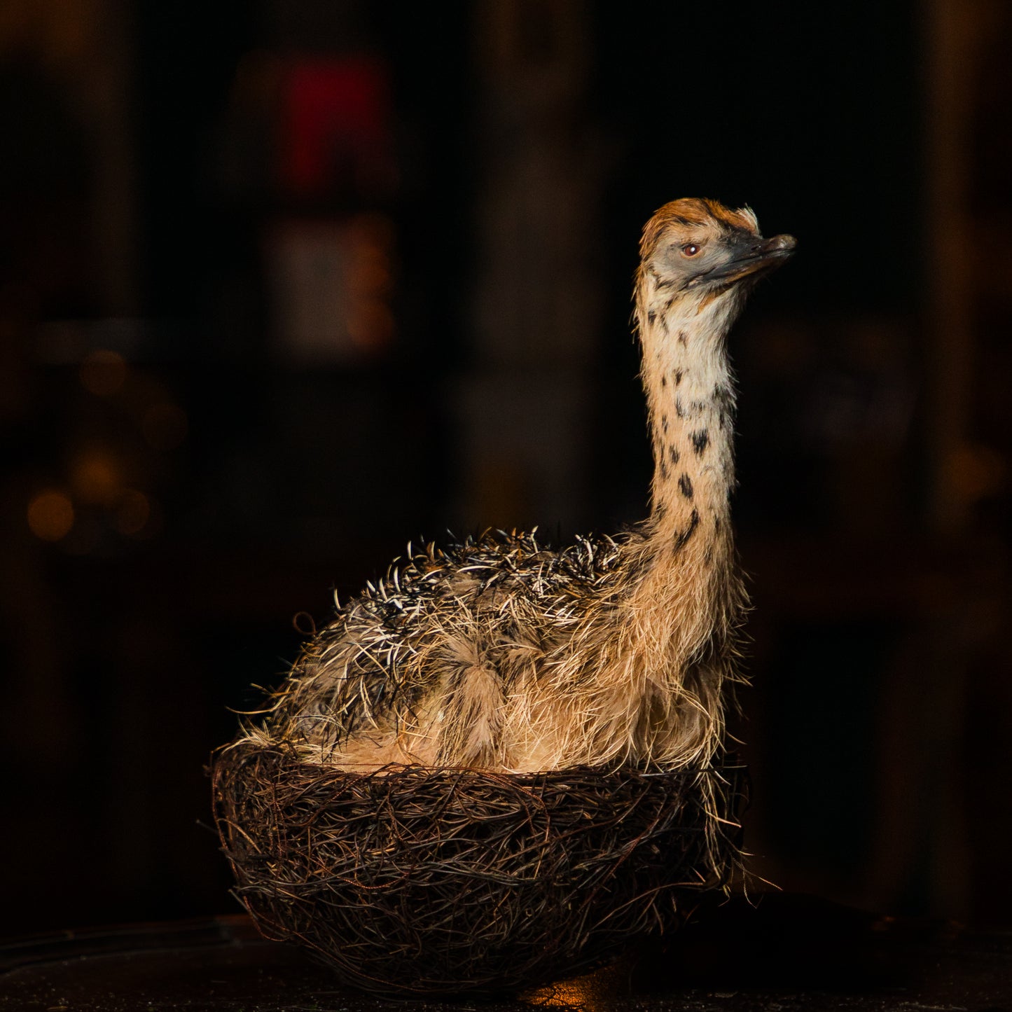 Ostrich in Nest