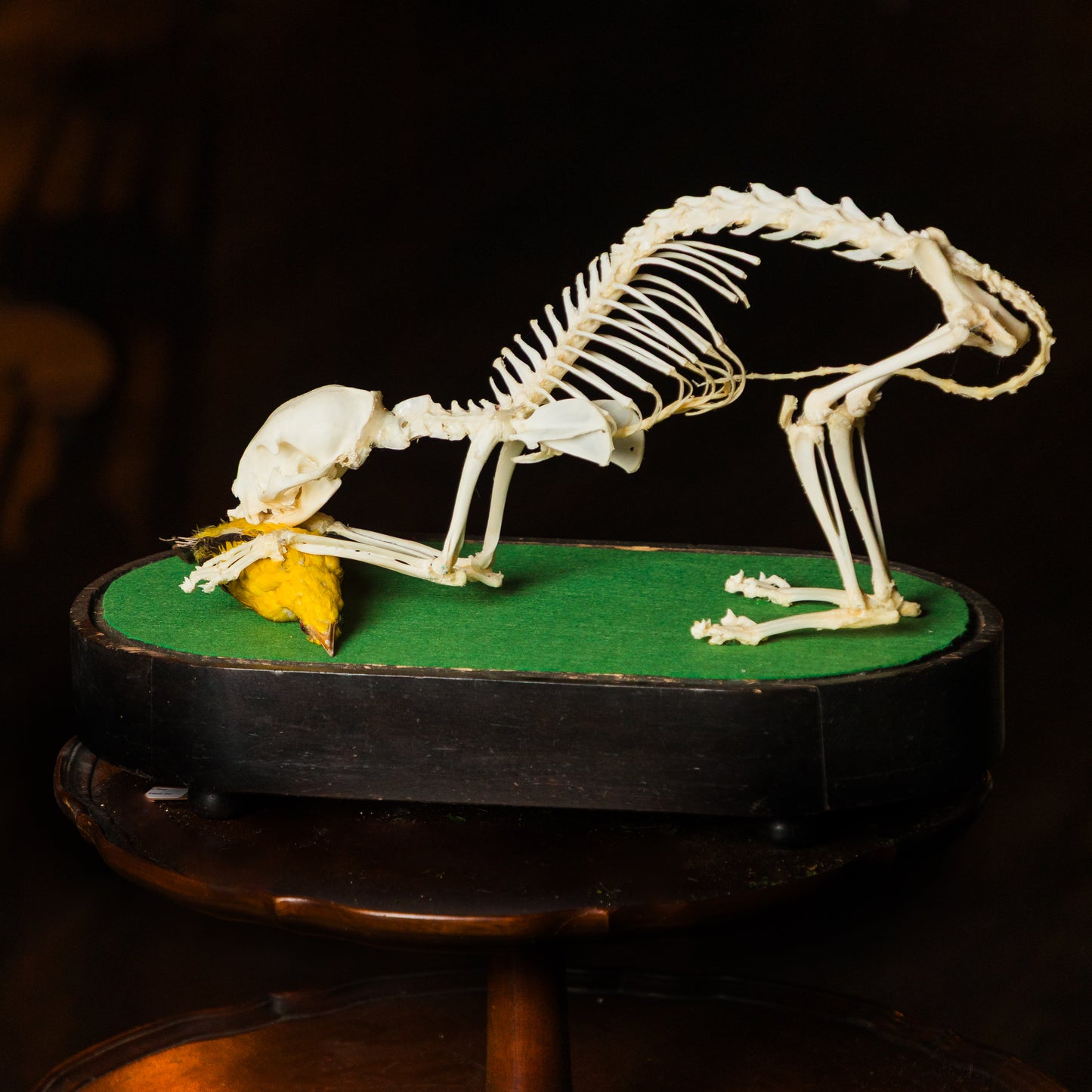 Cat Skeleton Articulation & Taxidermy Bird 'Dinner Time' Piece