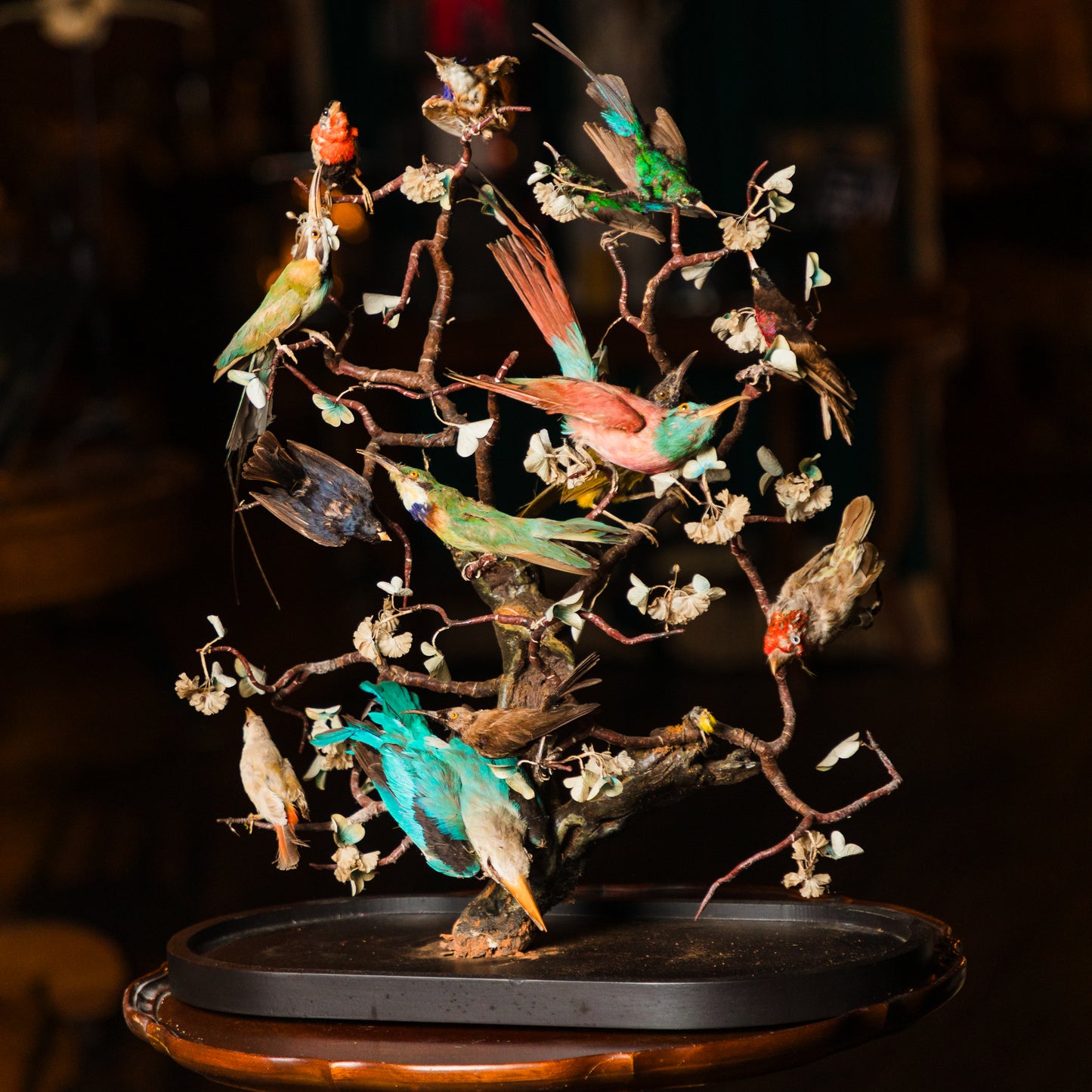 1870's Extinct Bird Dome