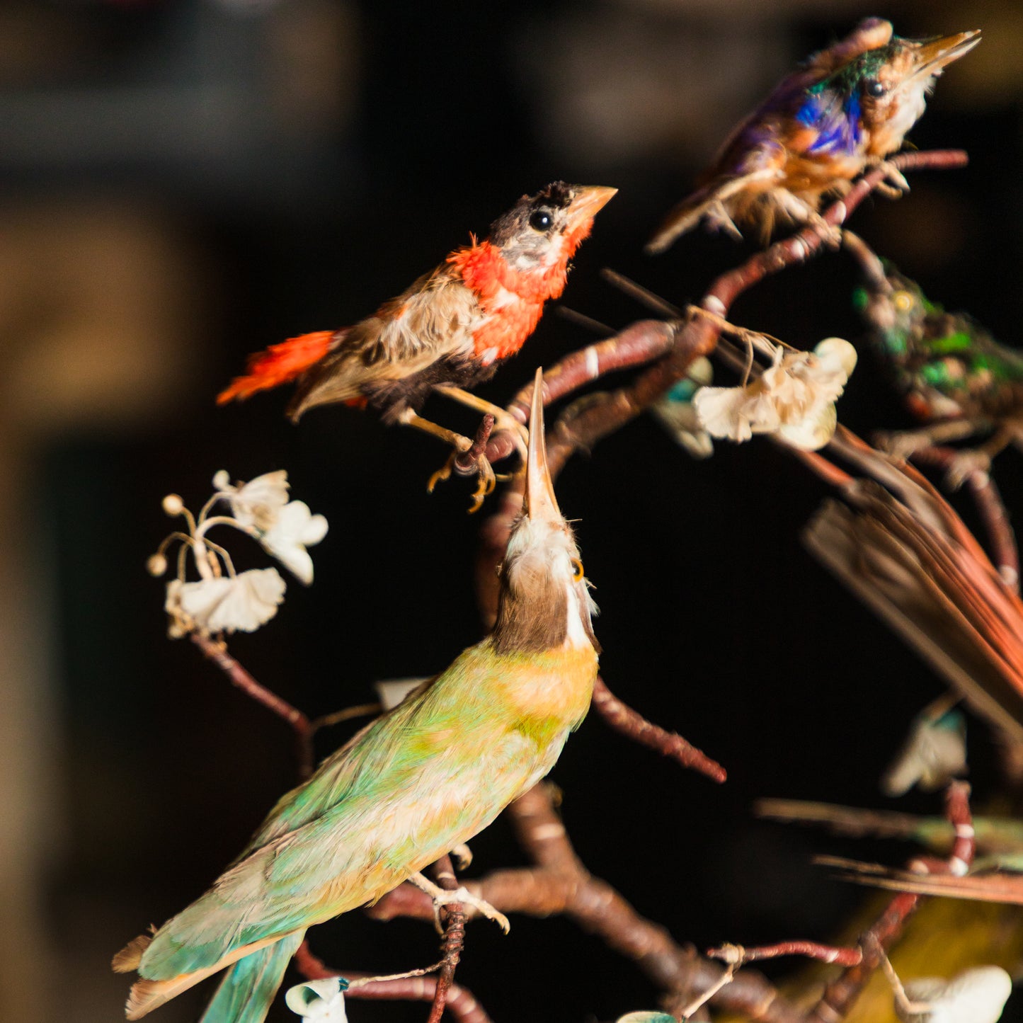 1870's Extinct Bird Dome