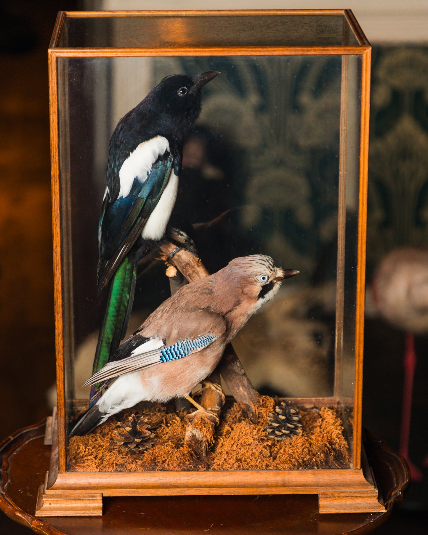Two Birds in Glass Display Case