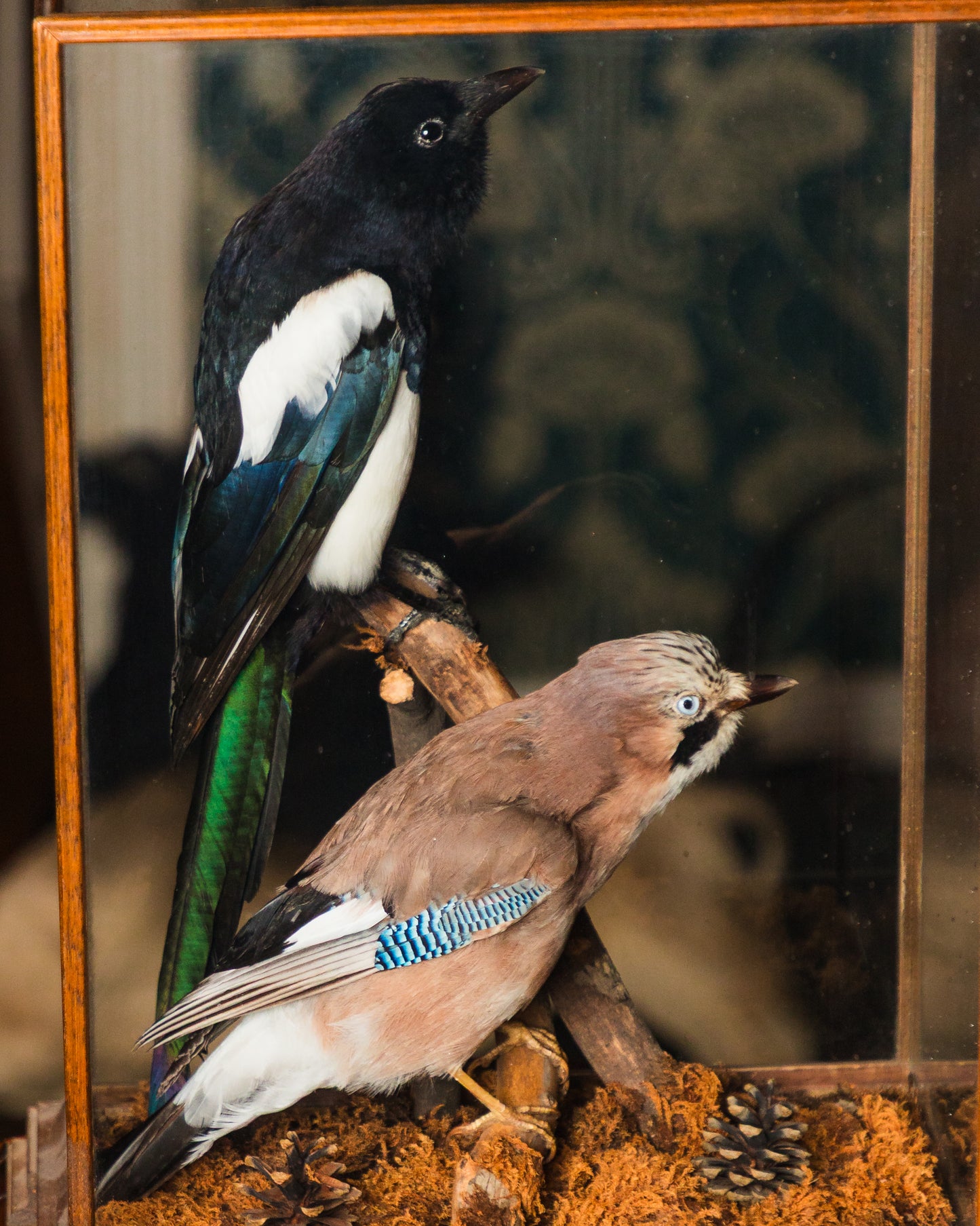 Two Birds in Glass Display Case