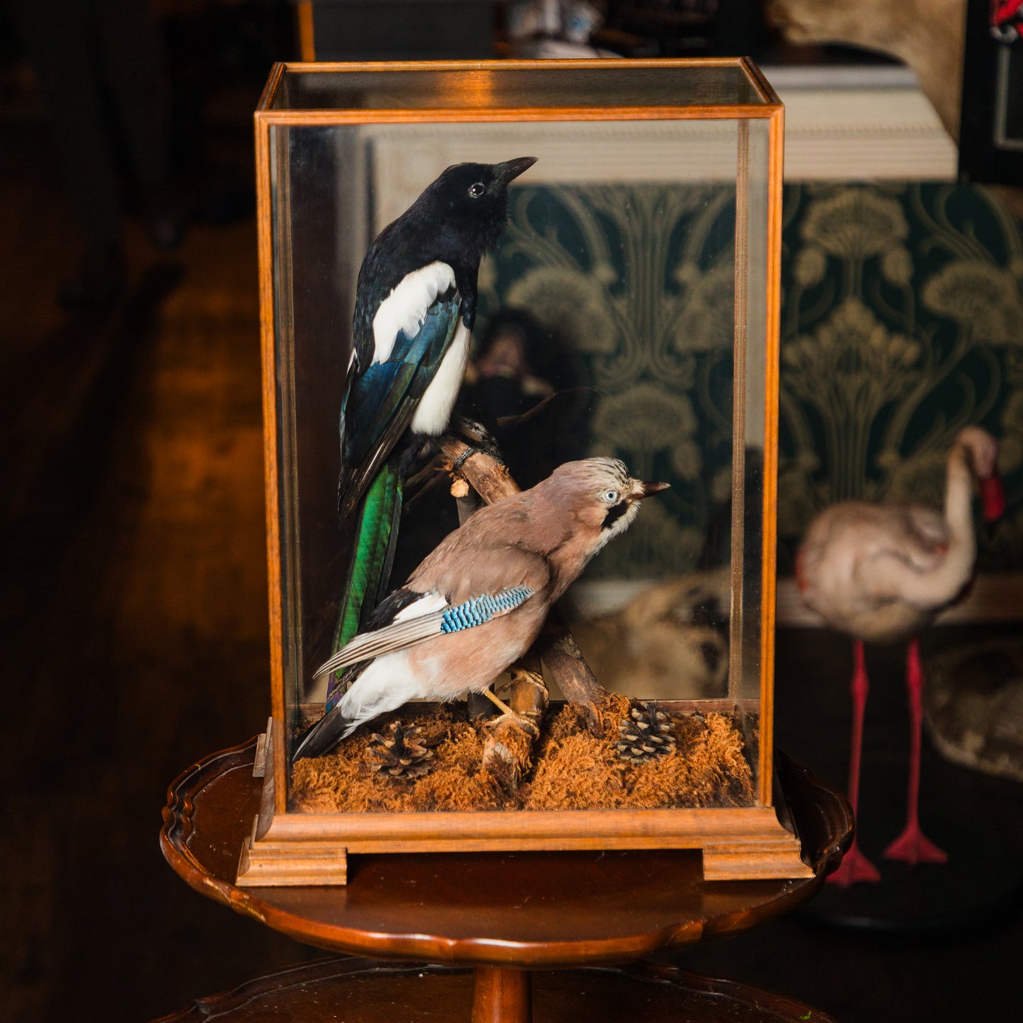 Two Birds in Glass Display Case