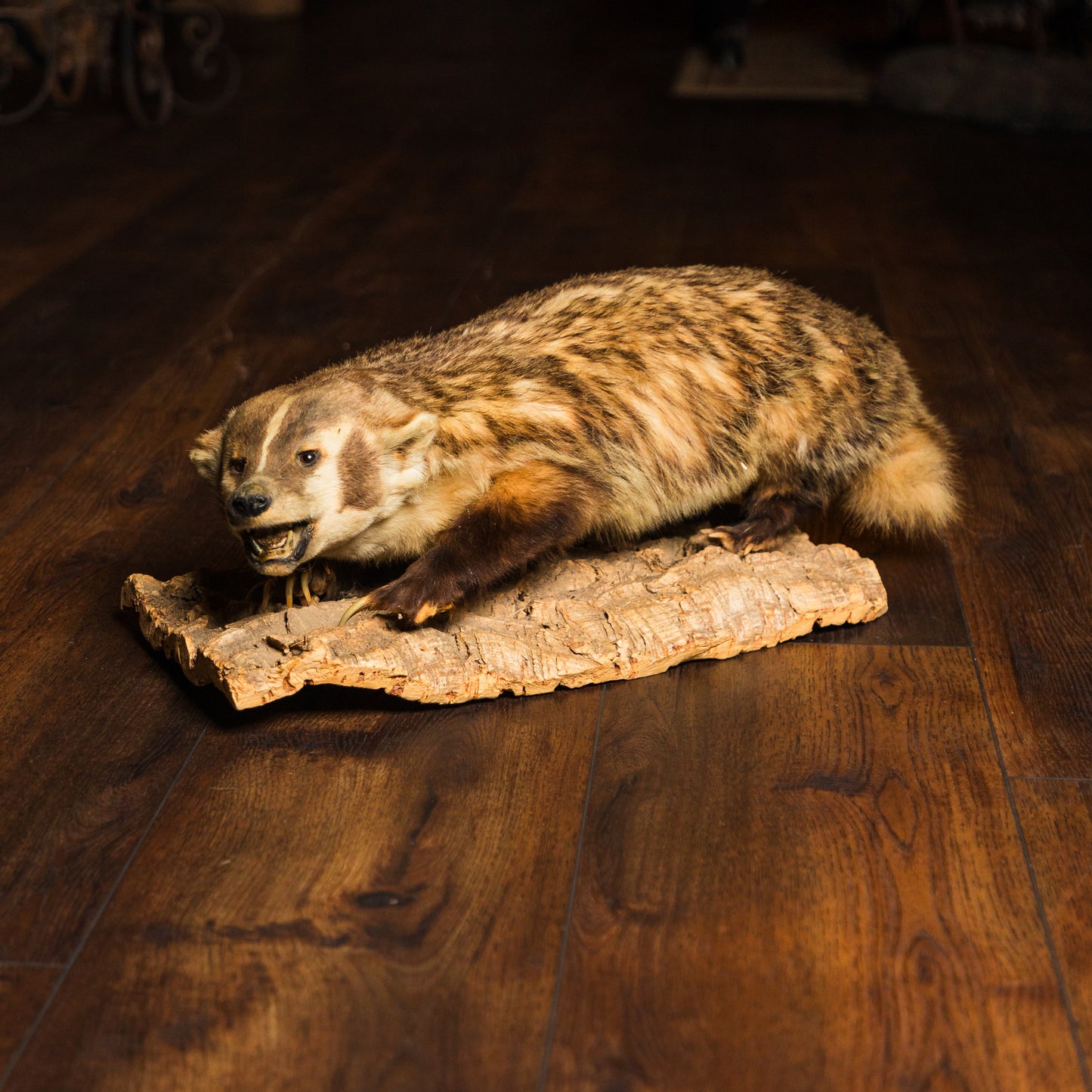 American Badger