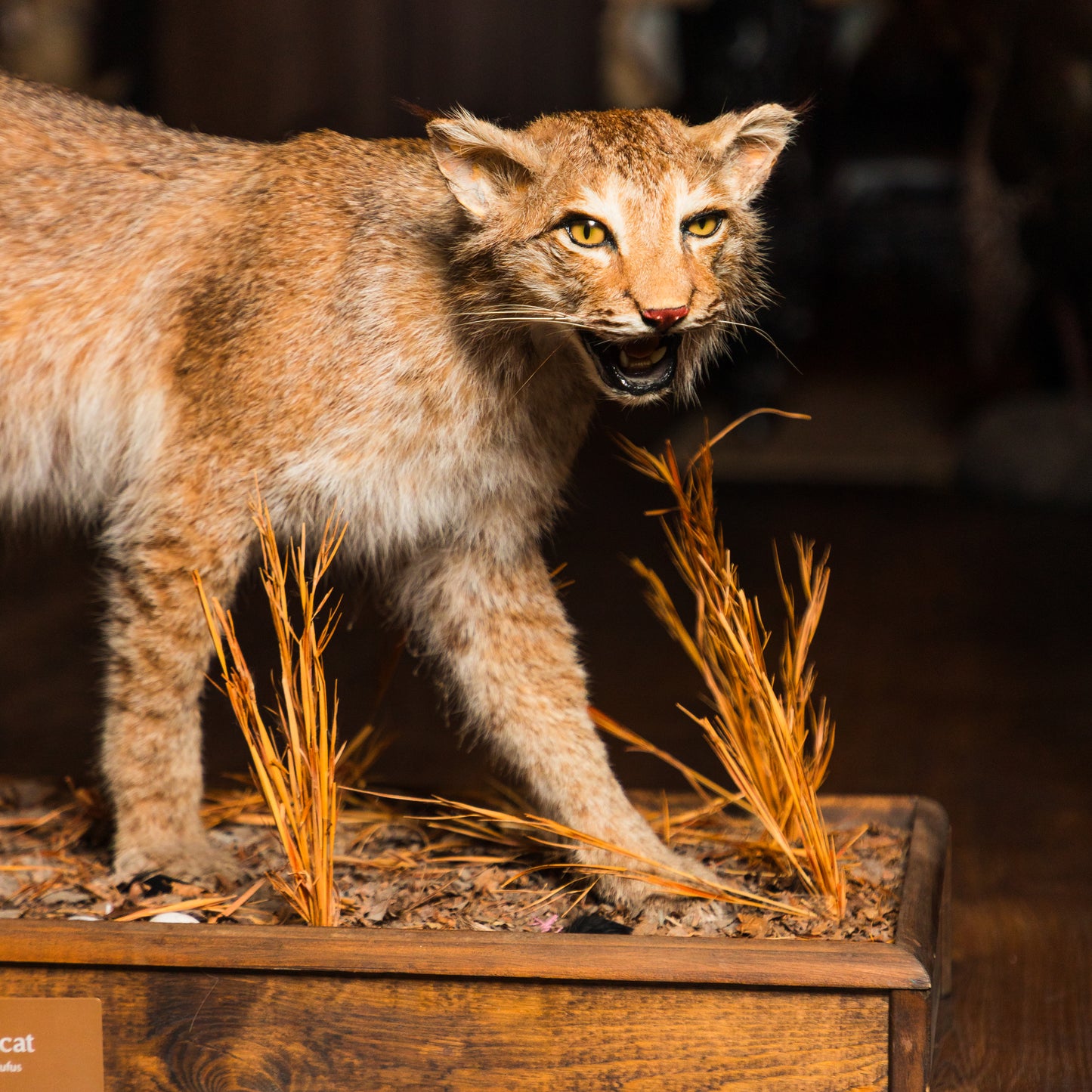 Bobcat Floor Mount