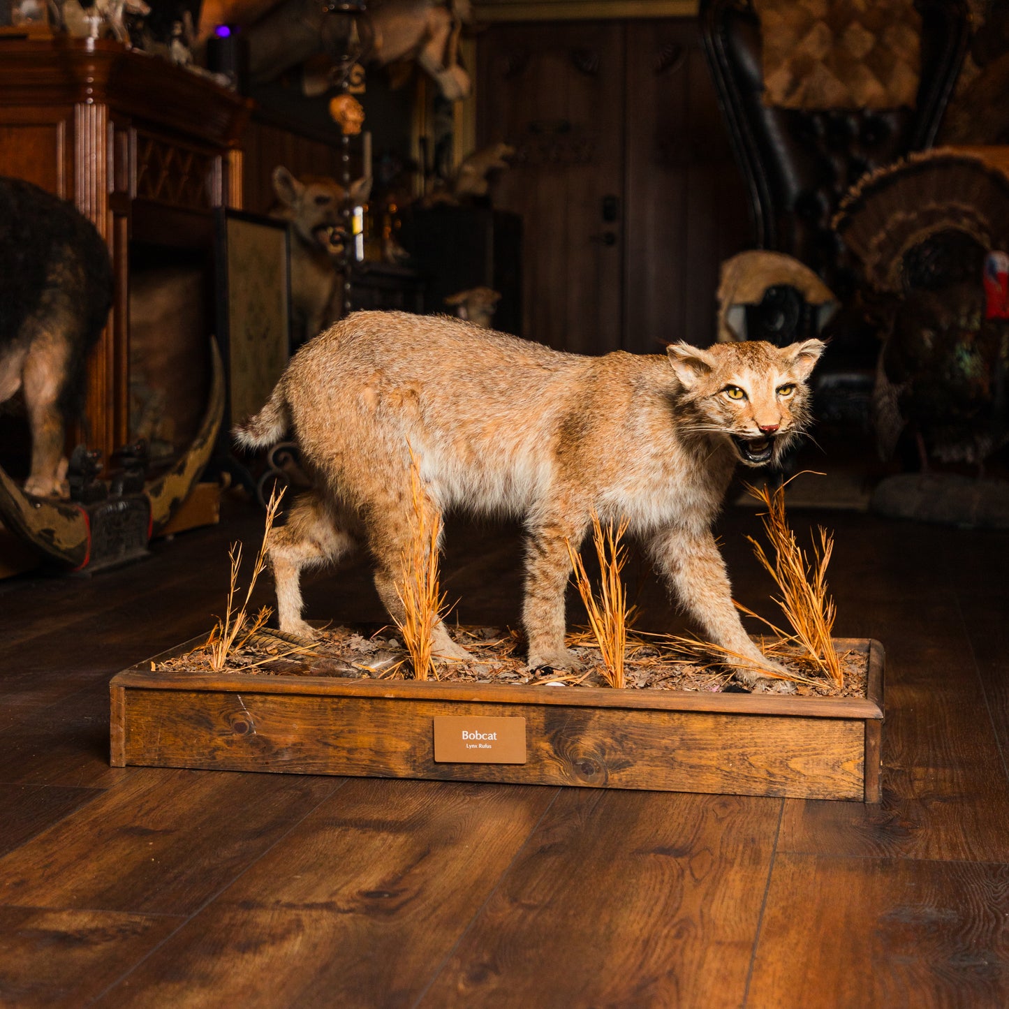 Bobcat Floor Mount