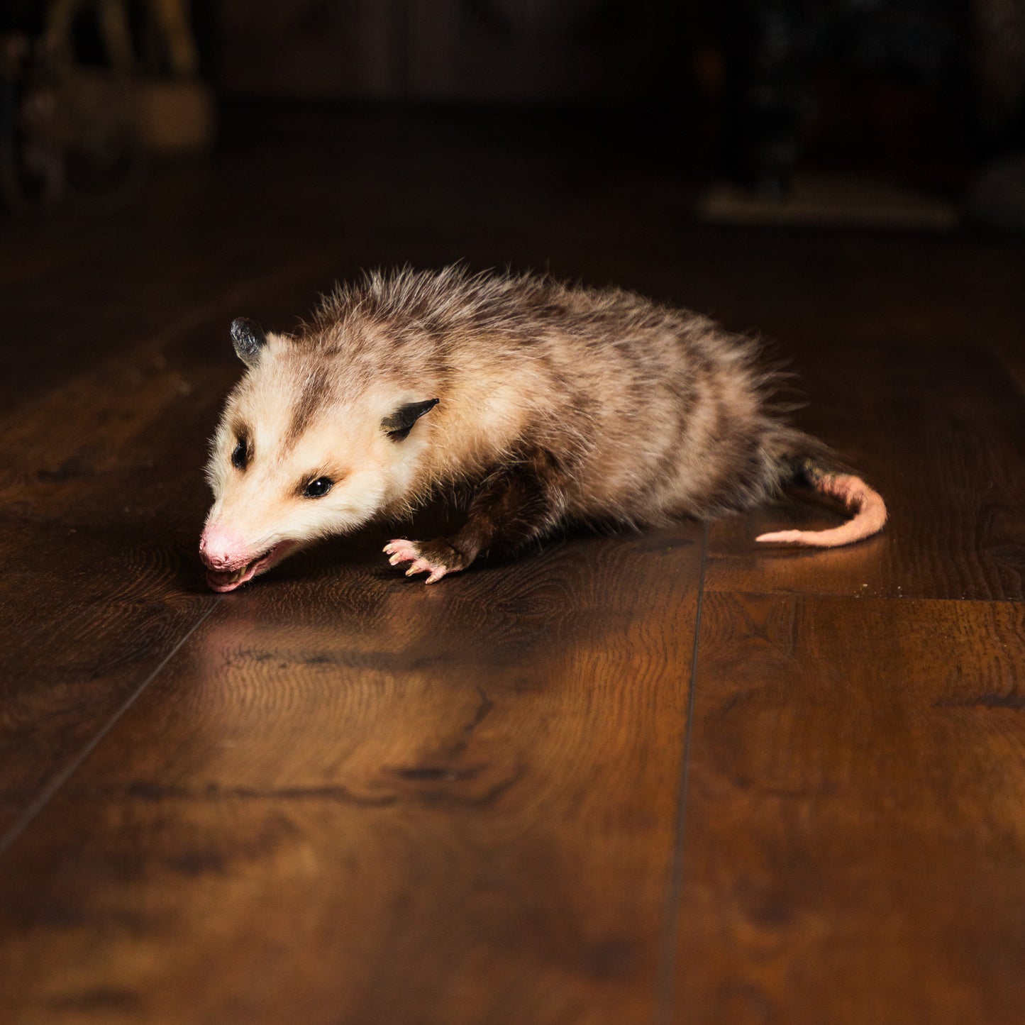 Opossum Soft Mount