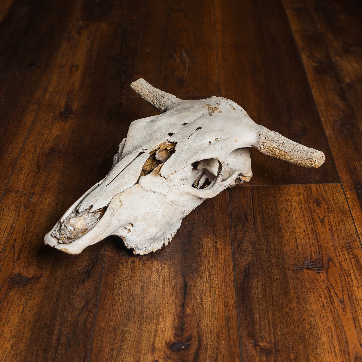 Bison Skul without Horns