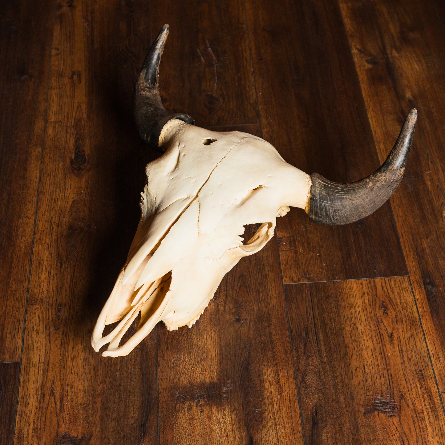 Bison Skull w Horns