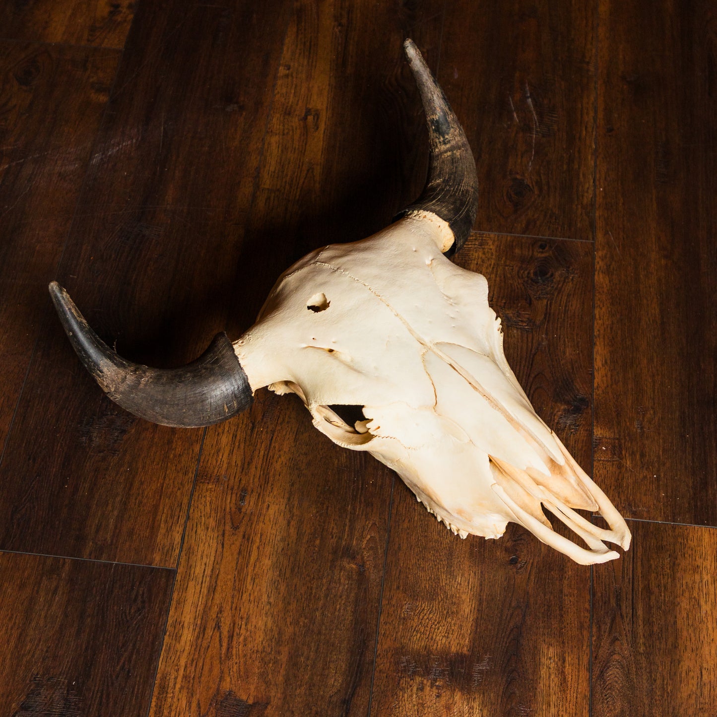 Bison Skull w Horns