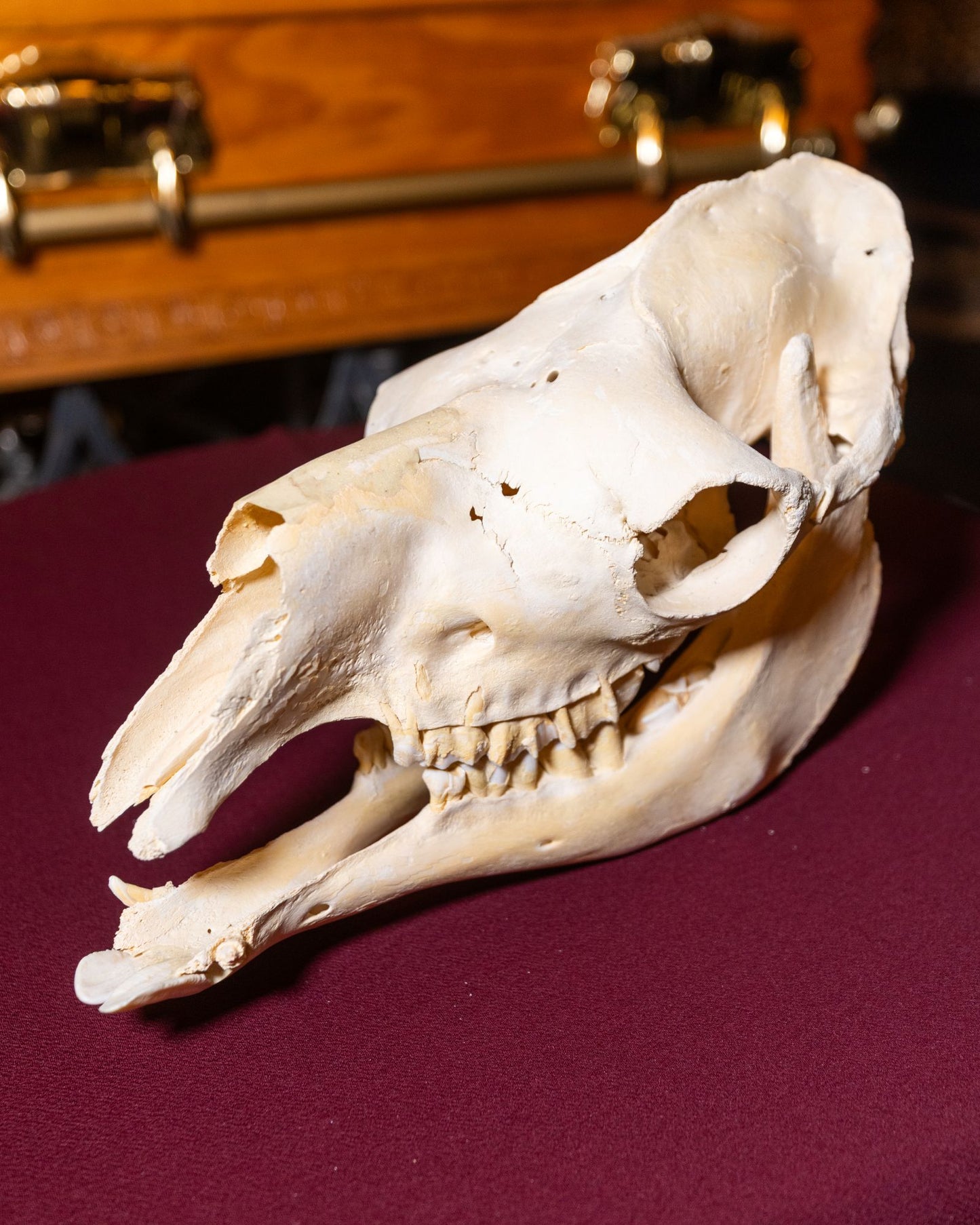 Dromedary Camel Skull