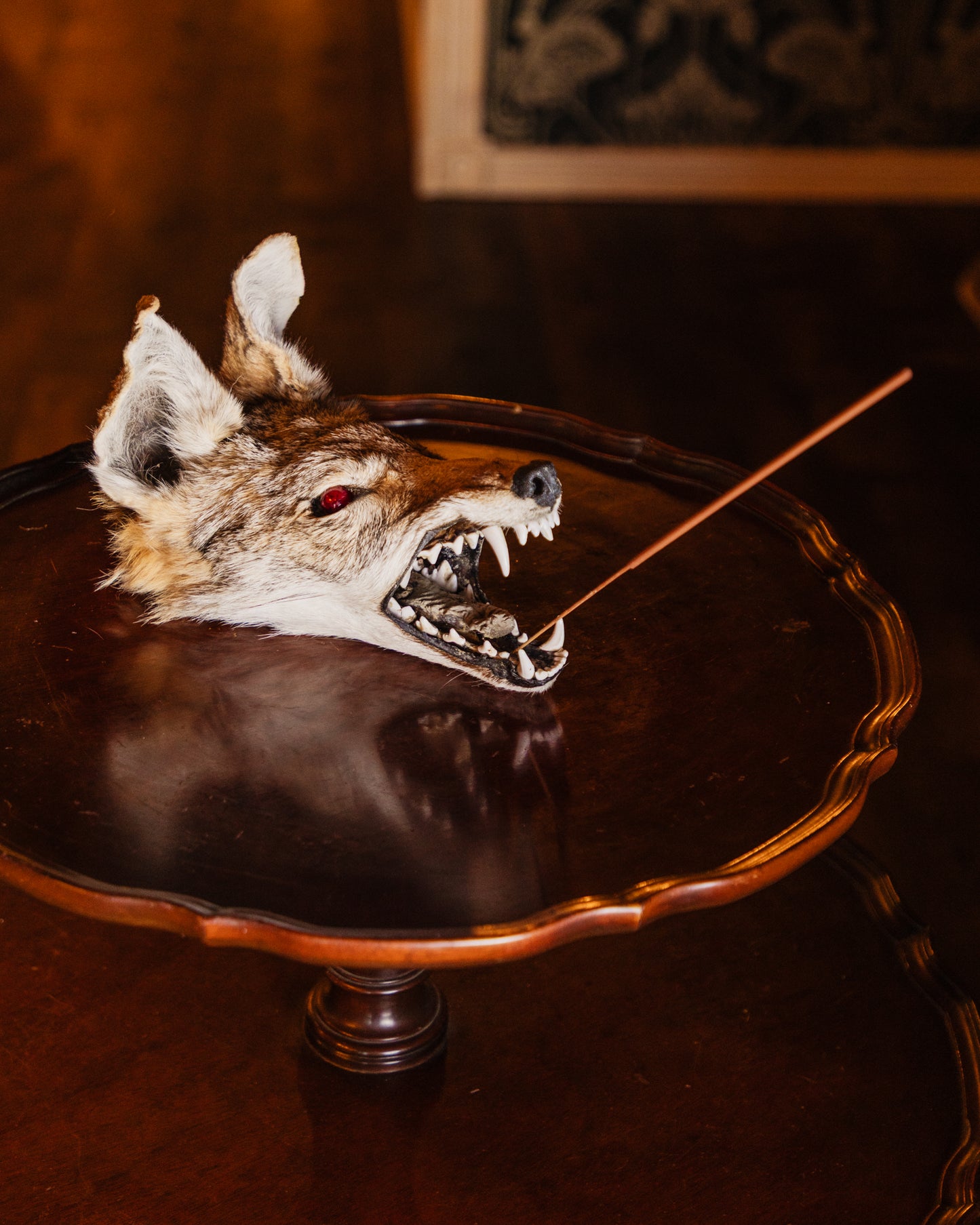 Mummified Coyote Head Taxidermy Incense Holder
