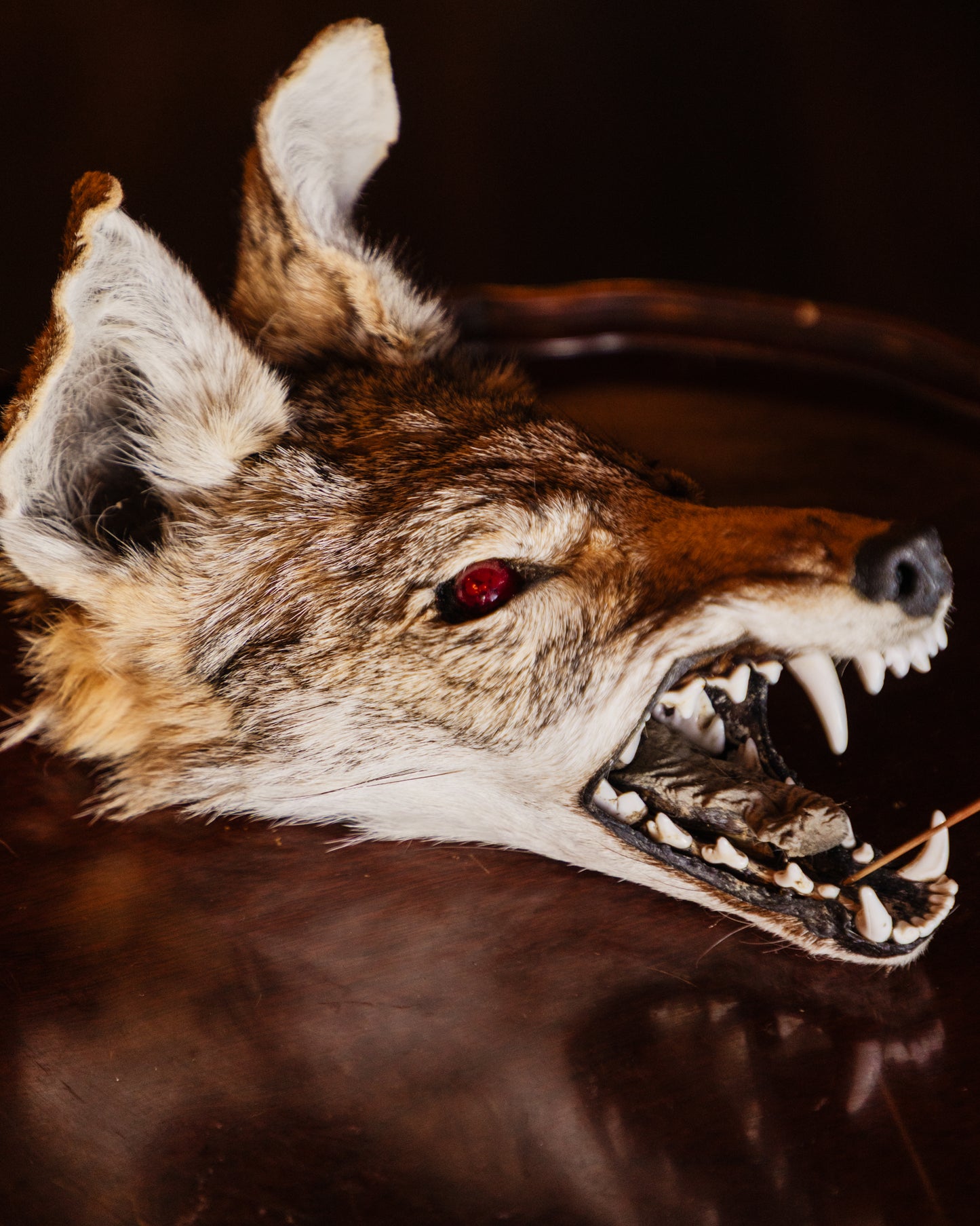 Mummified Coyote Head Taxidermy Incense Holder