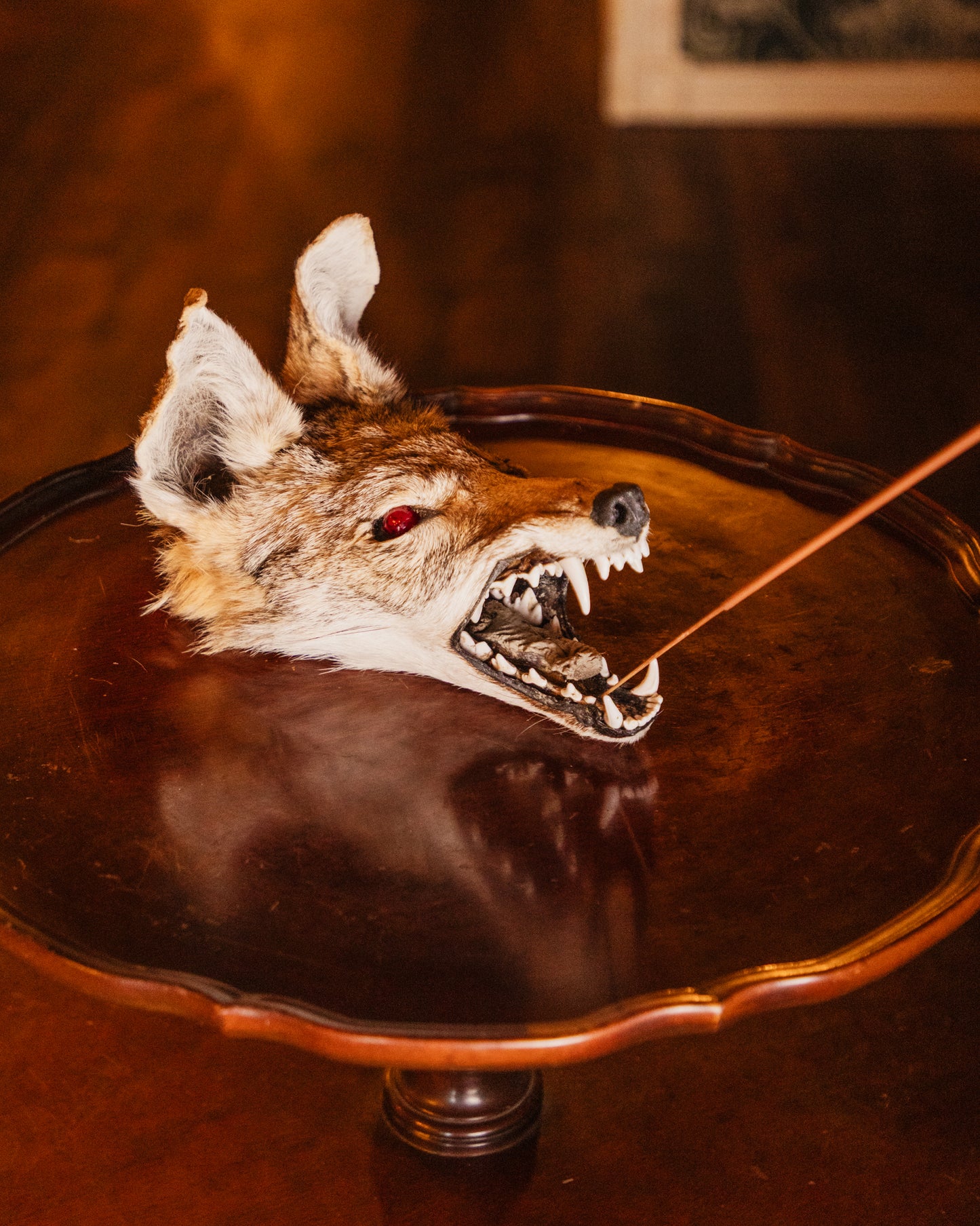 Mummified Coyote Head Taxidermy Incense Holder