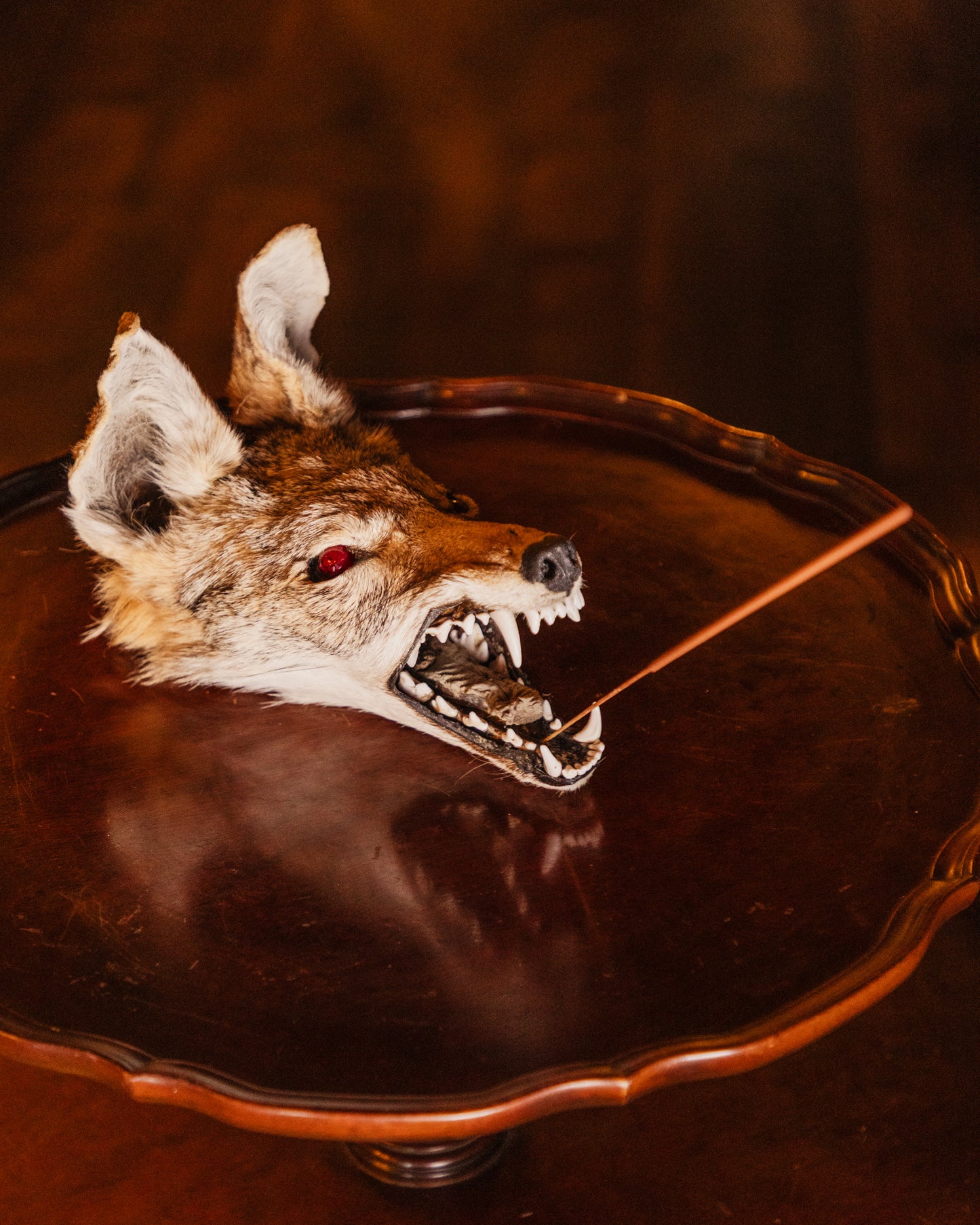 Mummified Coyote Head Taxidermy Incense Holder