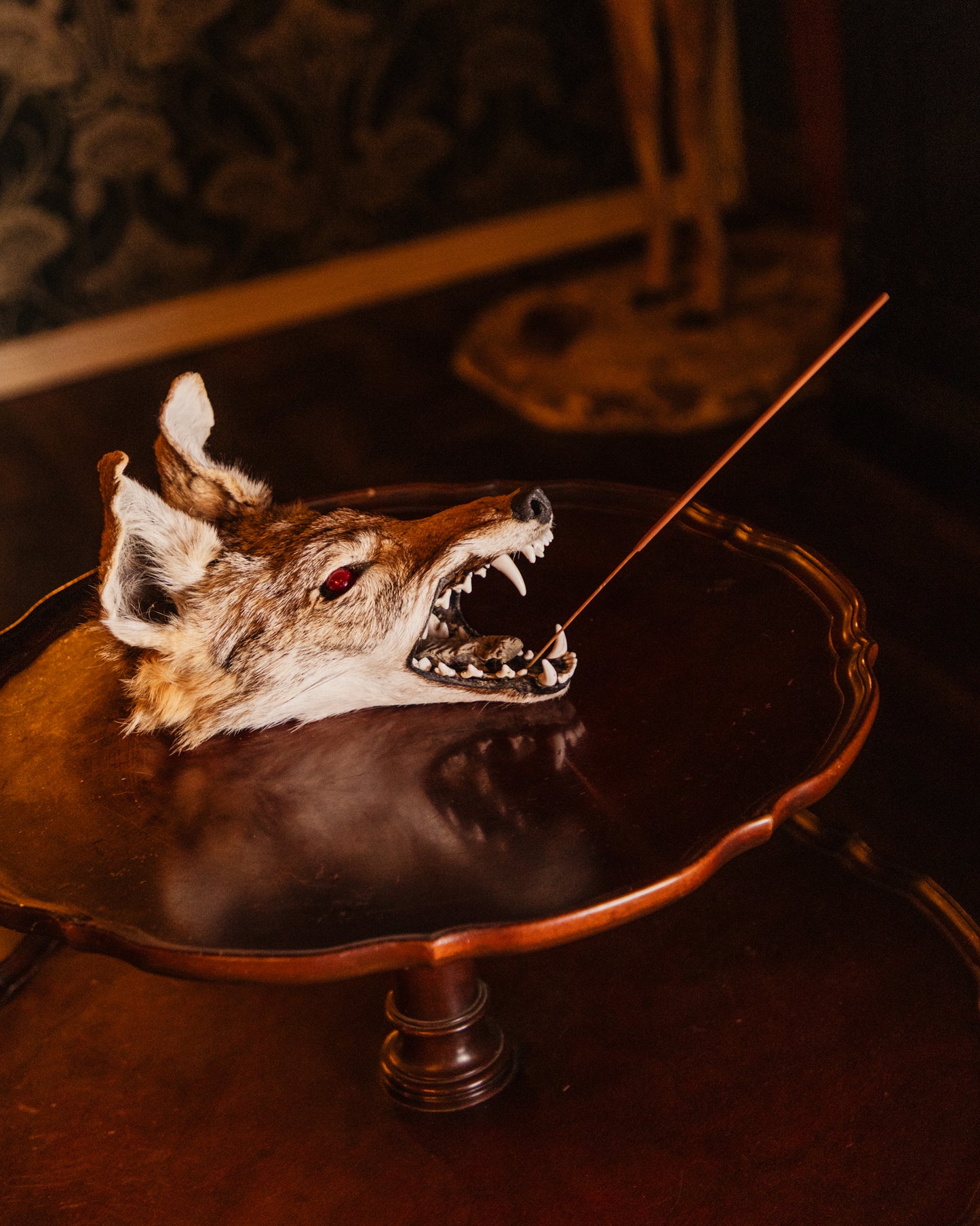 Mummified Coyote Head Taxidermy Incense Holder