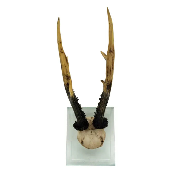 Antler Wall Mount