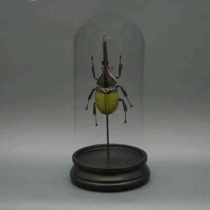 Green Hercules Beetle