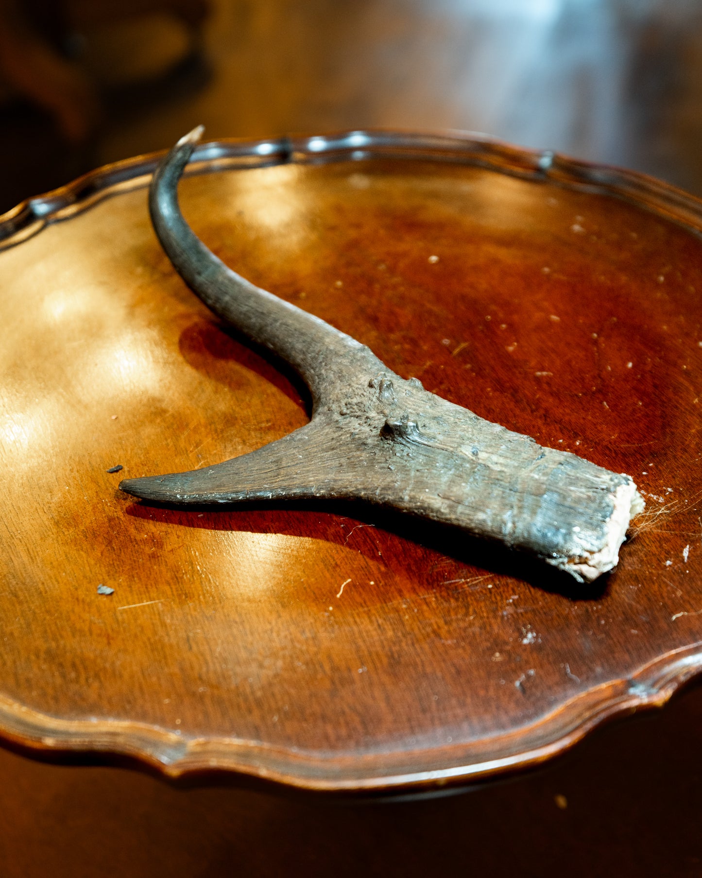 Pronghorn Horn