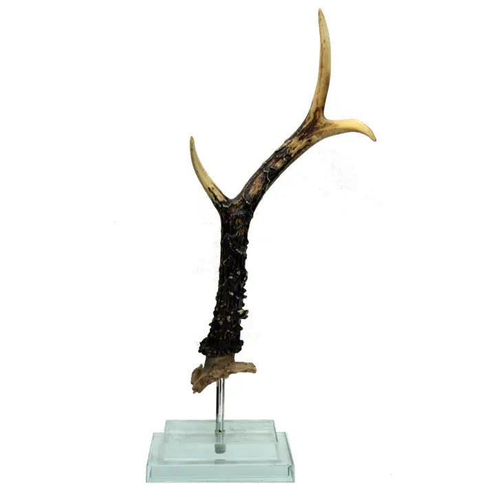 Single Antler Tall (Glass Base)