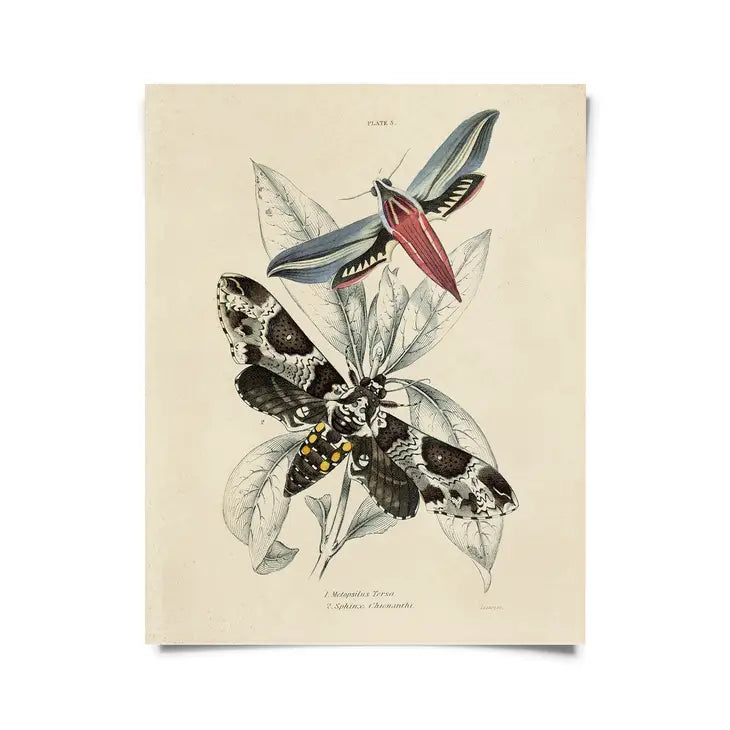 Vintage Insect Sphinx Moth Print