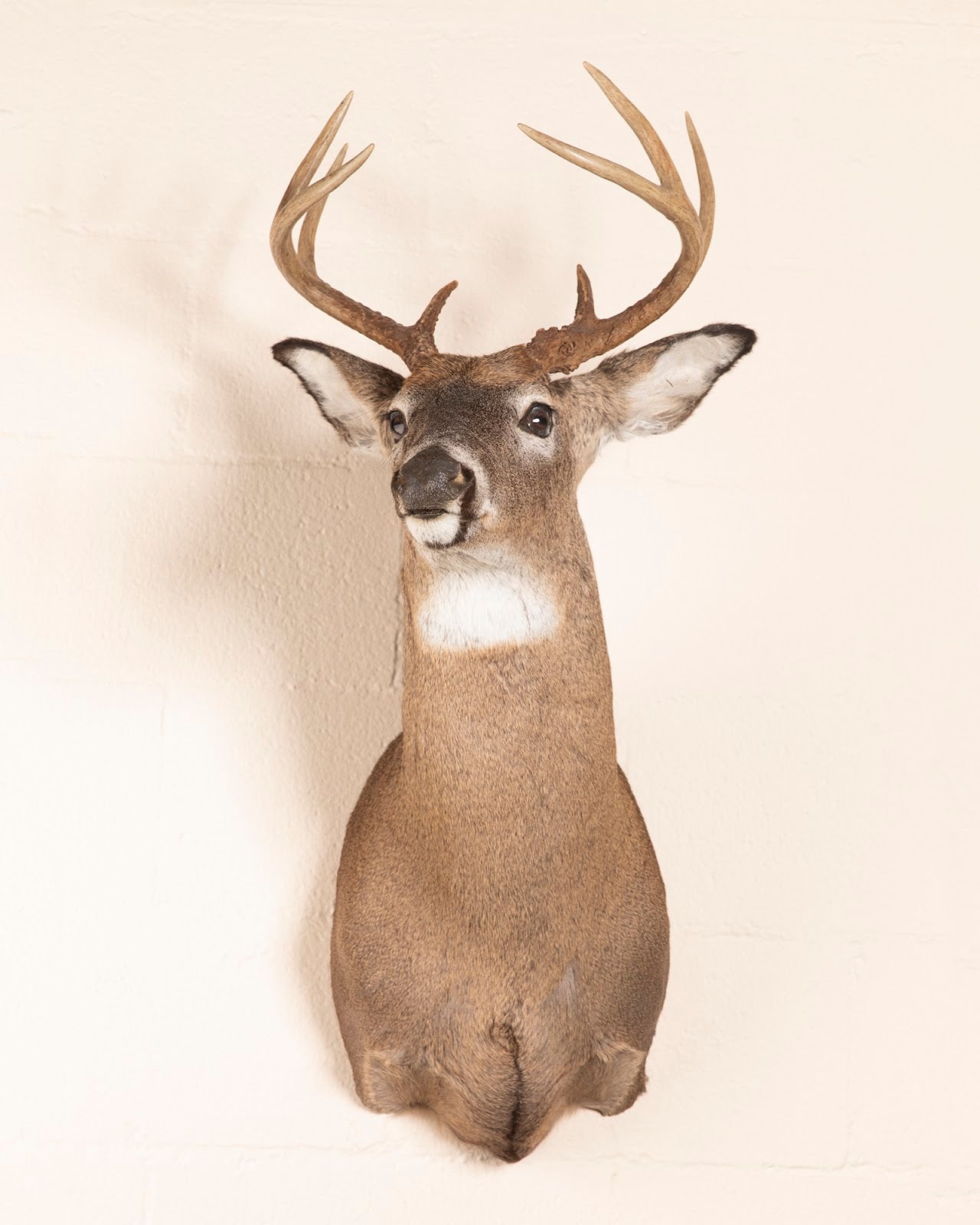 5 Pt White Tailed Deer #2