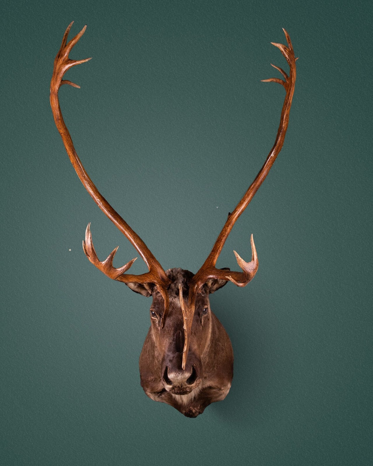 Barren-Ground Caribou