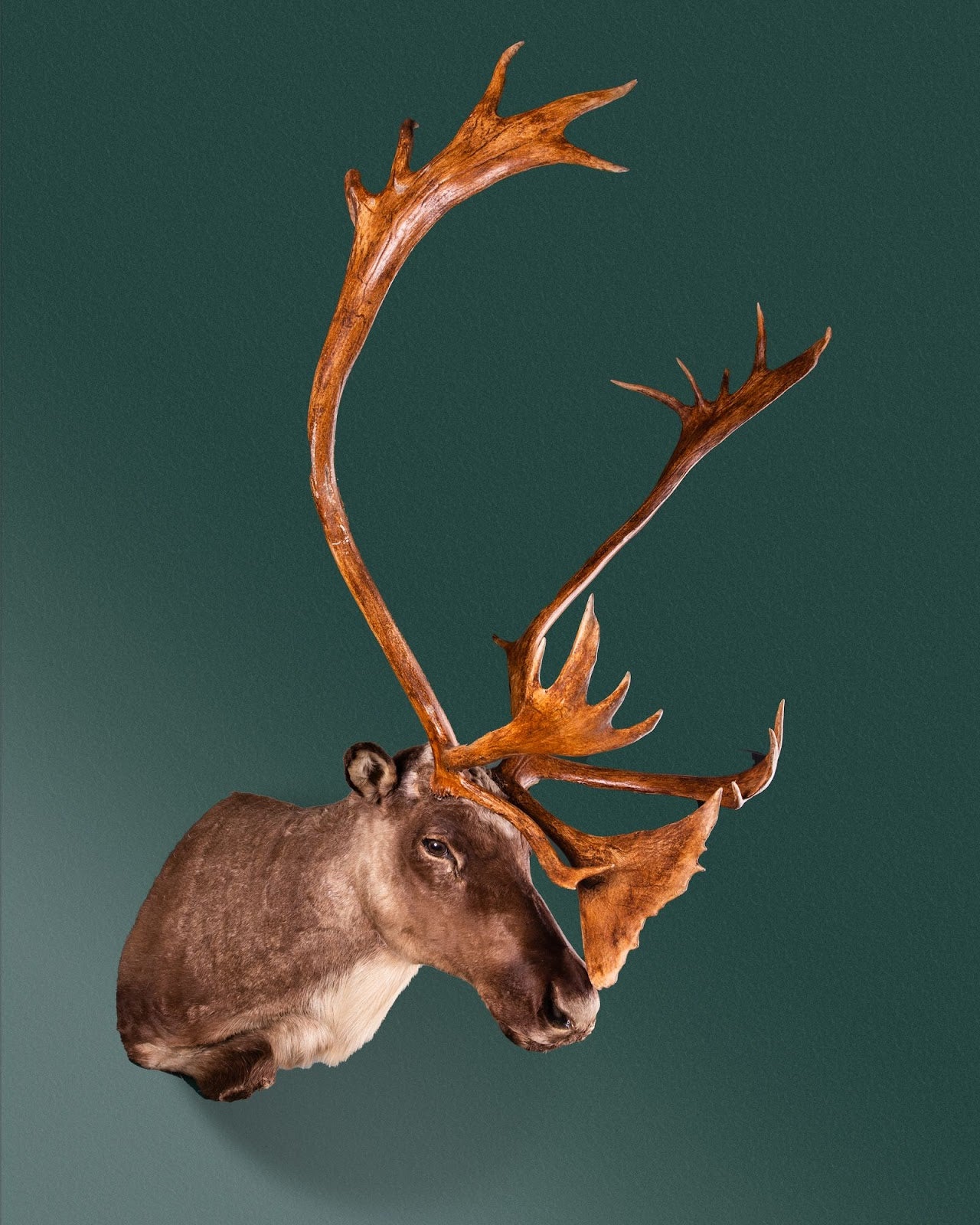 Barren-Ground Caribou