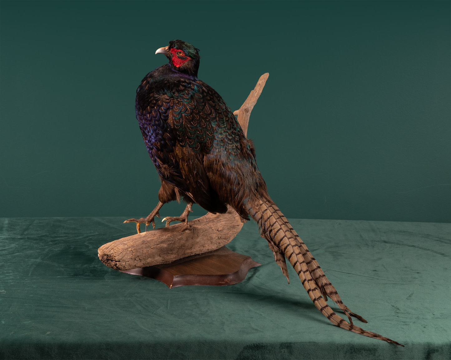 Black Pheasant