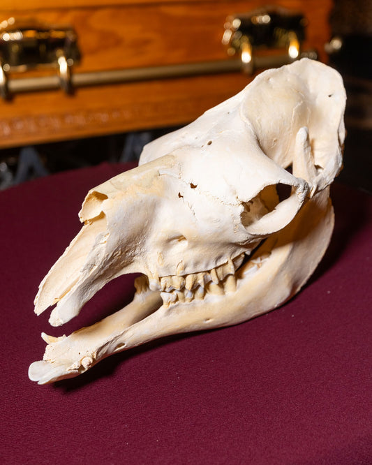 Dromedary Camel Skull