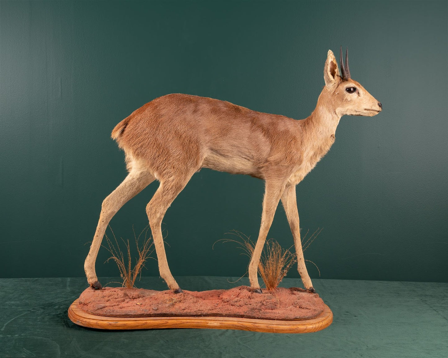 Duiker #2