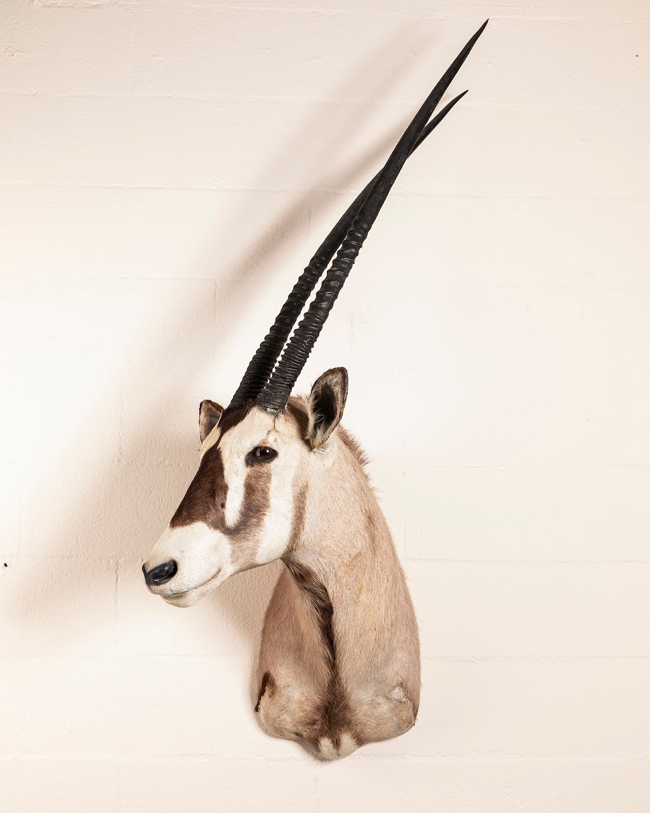 Gemsbok Oryx