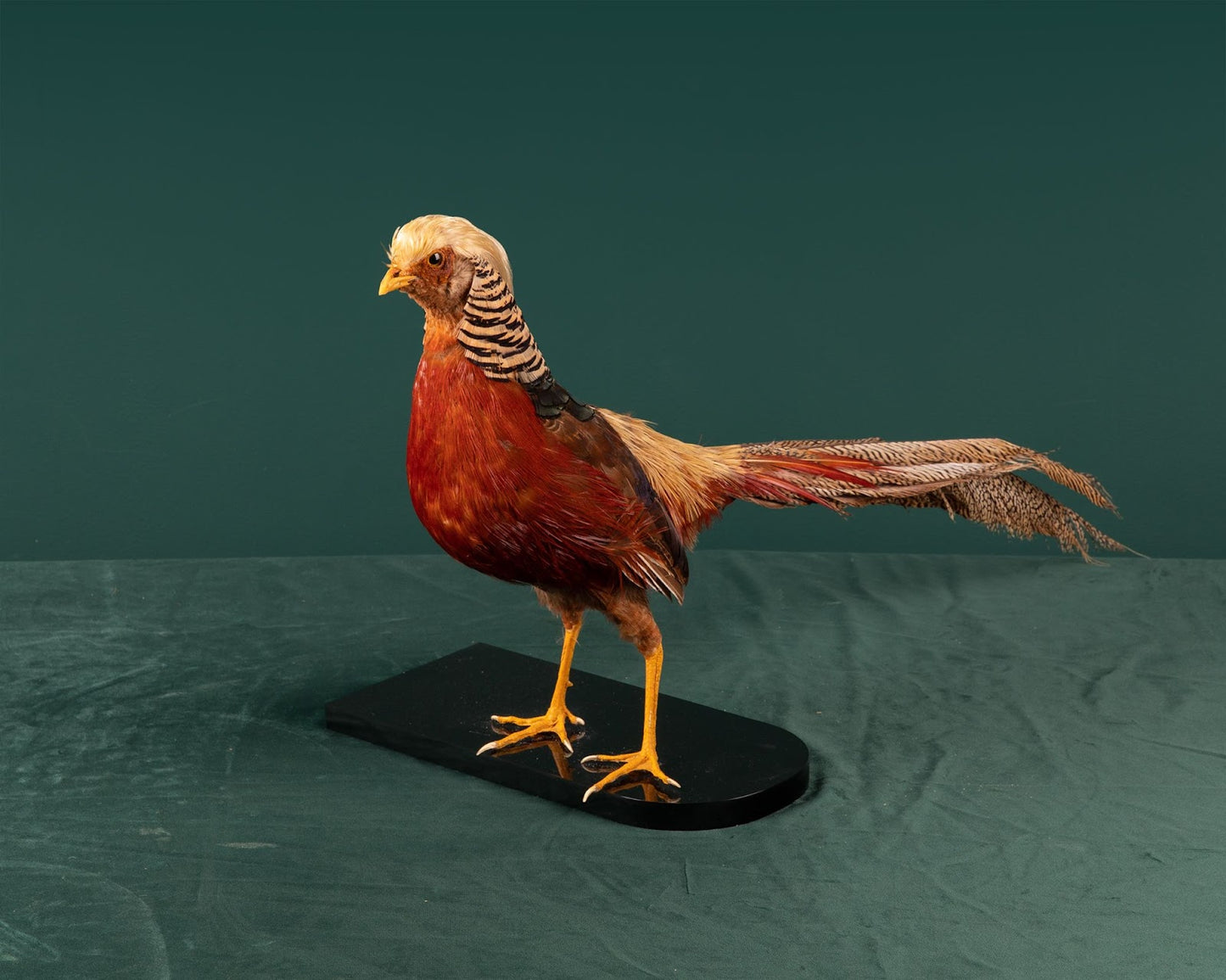 Golden Pheasant #3