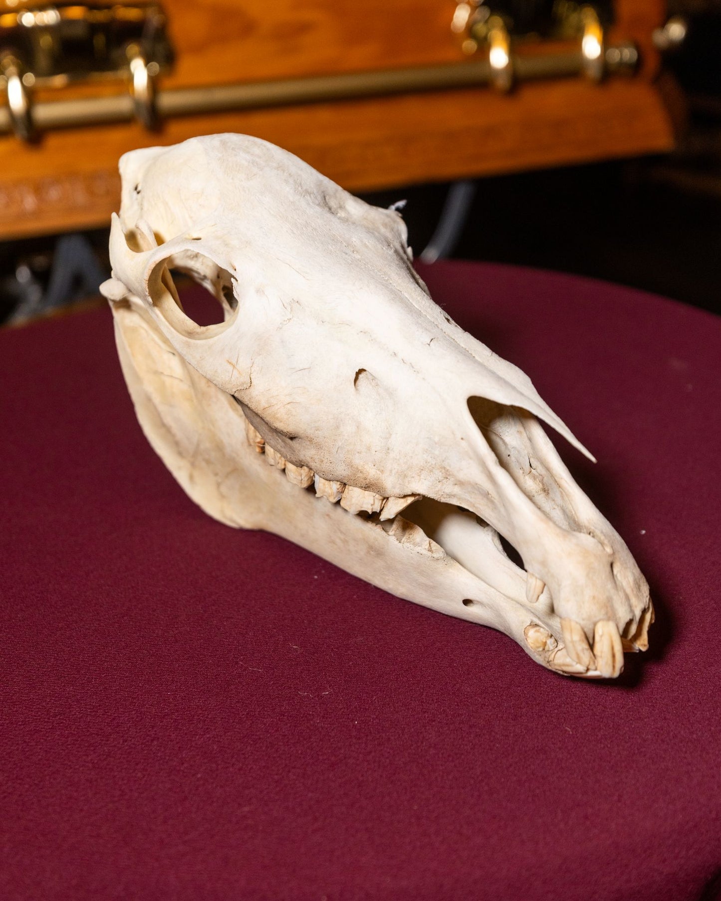 Small Horse Skull