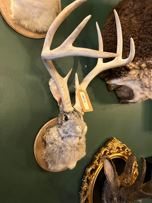 Jackalope (Mounted)